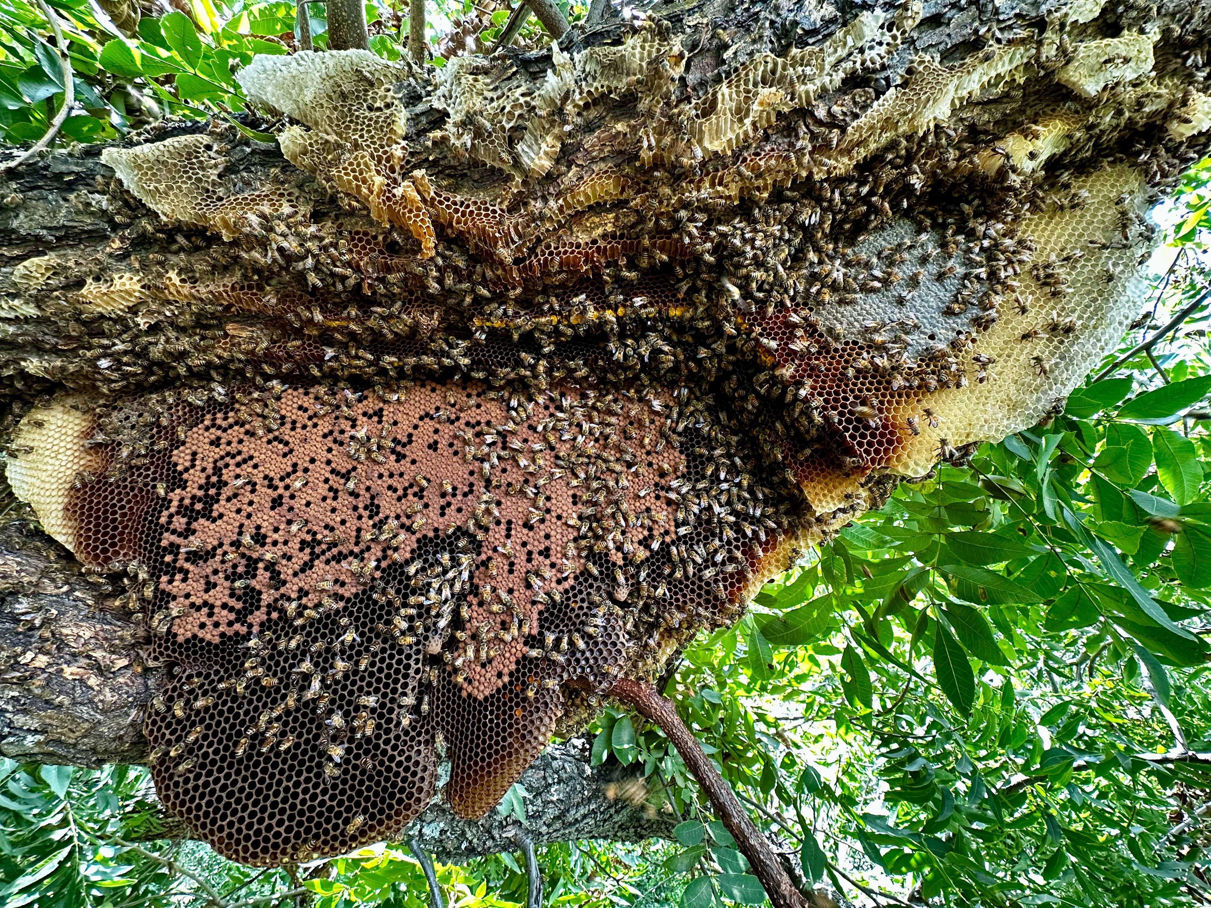 Open-Air Massive Colony by Rockwall Honey Bee Company