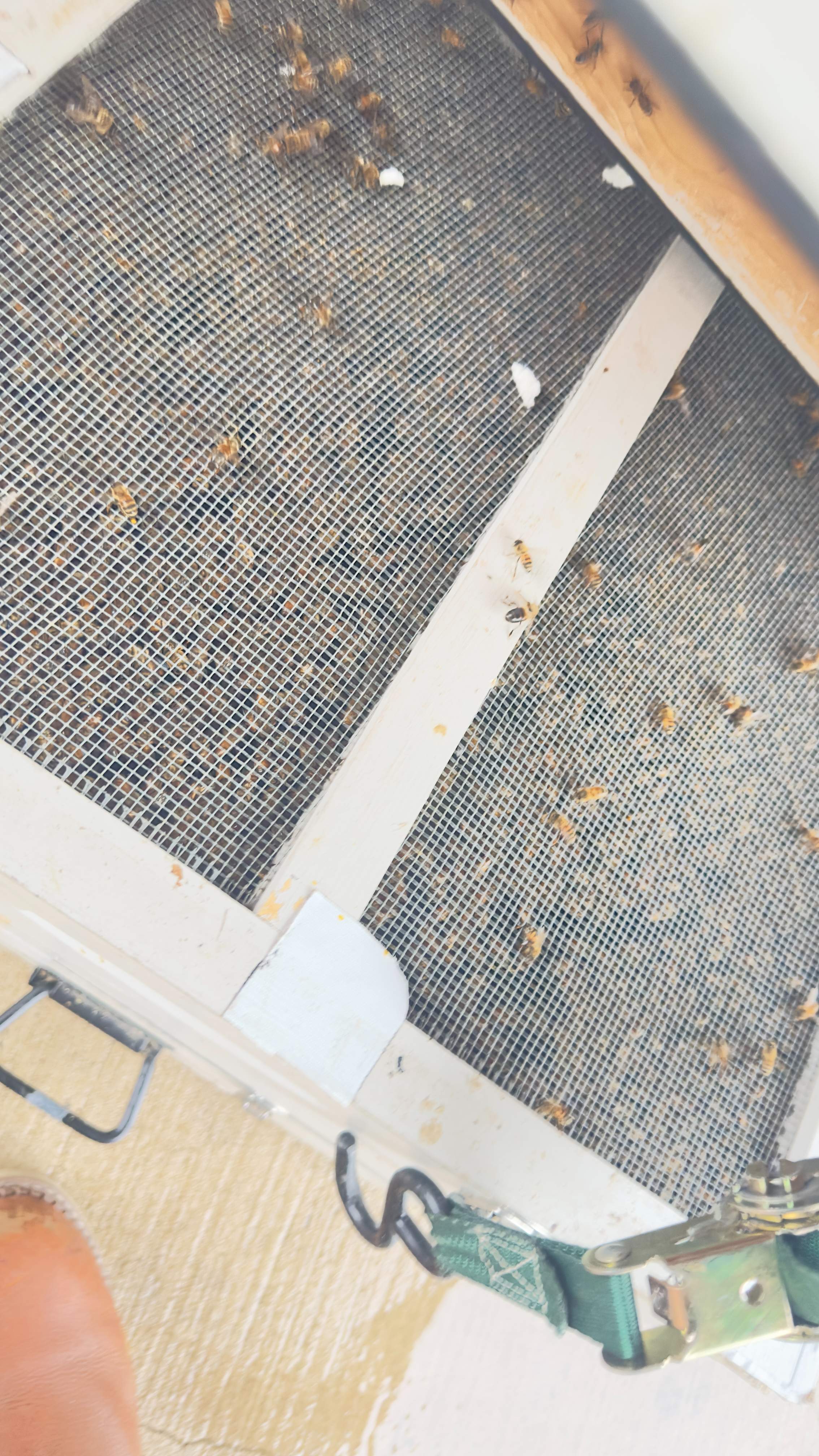 Spray Foam Chewers by Rockwall Honey Bee Company