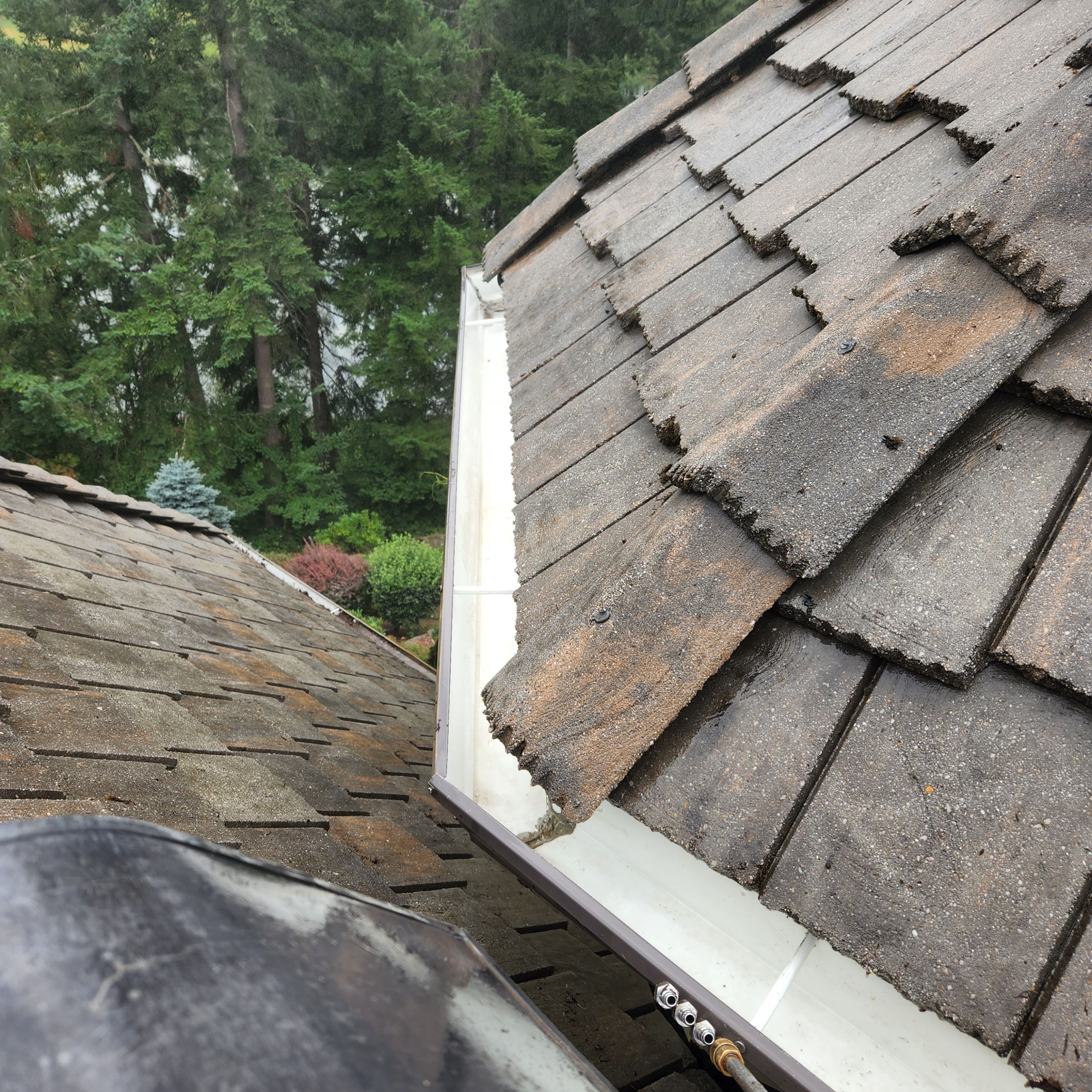 Moss Removal/ Treatment using Biocide by Willamette Outdoor Wash LLC