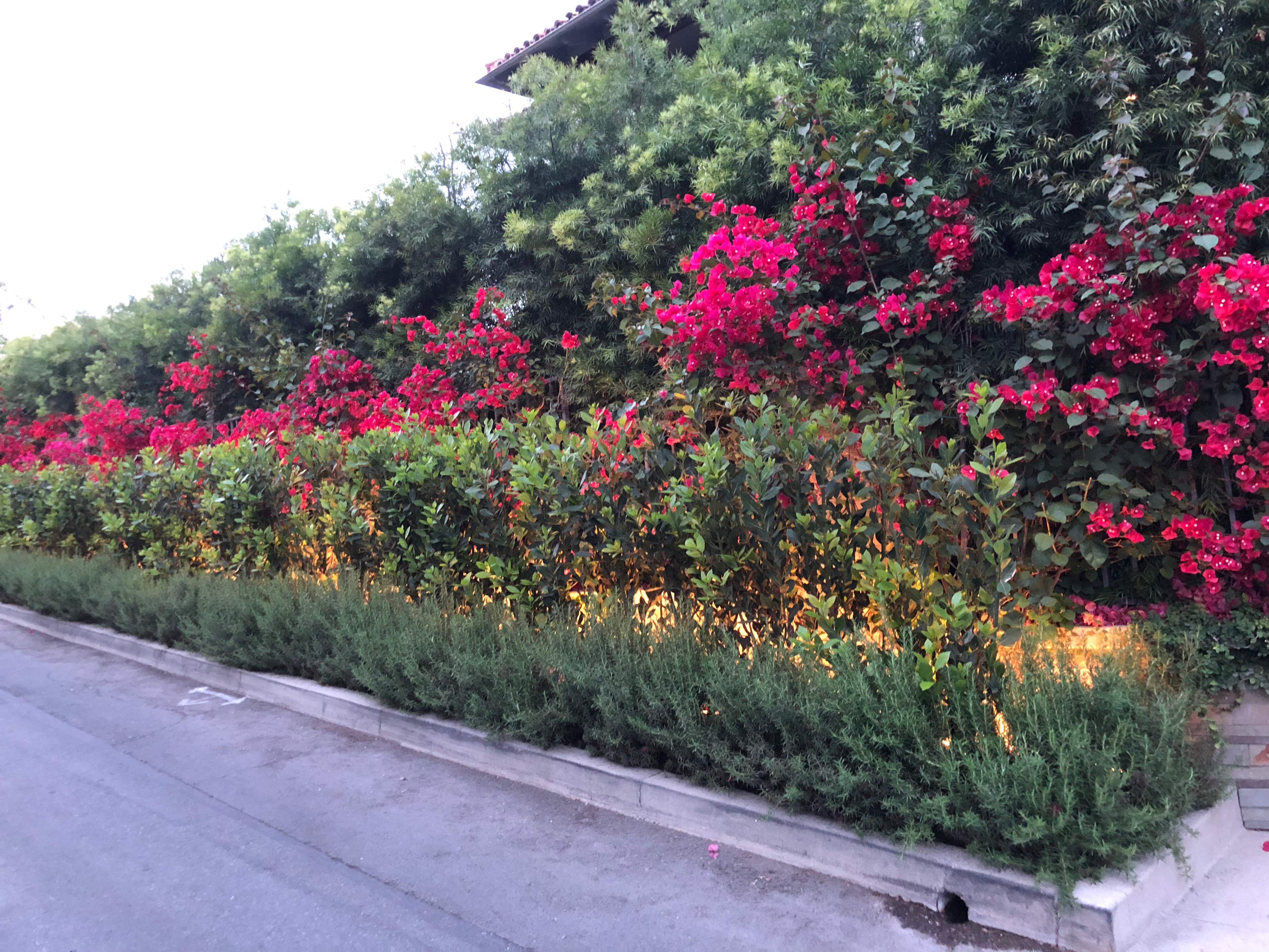 Toluca Lake Outdoor Entertainment + Landscape Lighting by Outdoor Lights + Shades