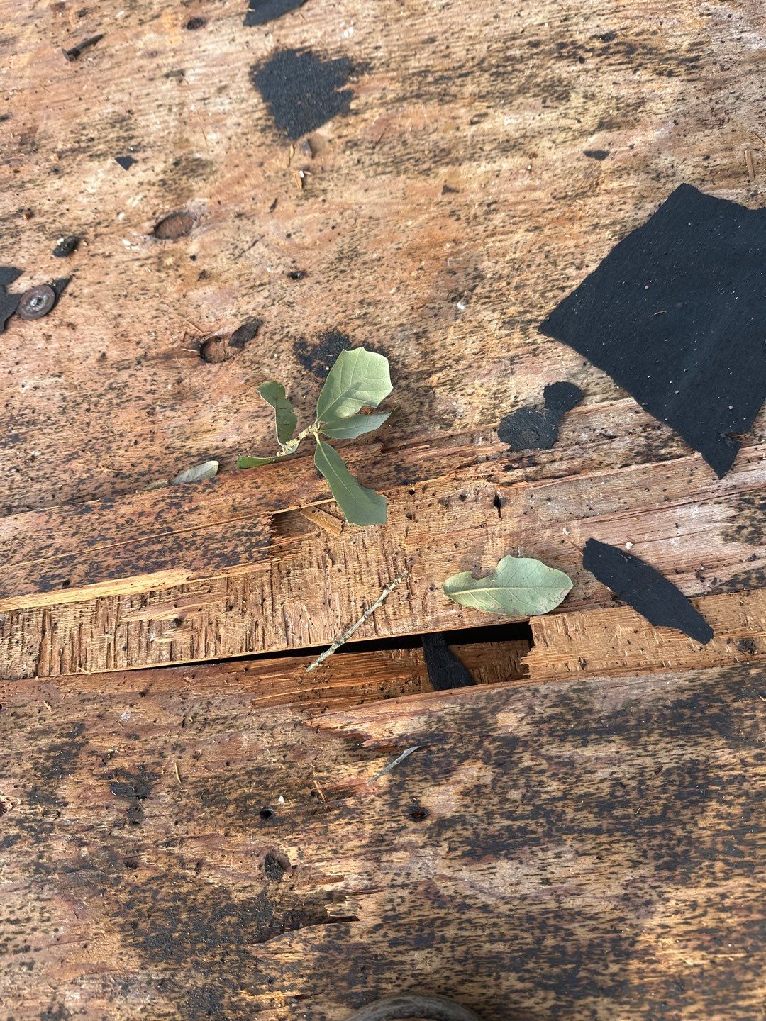 Roof Replacement Houston by Roof Repair Services LLC