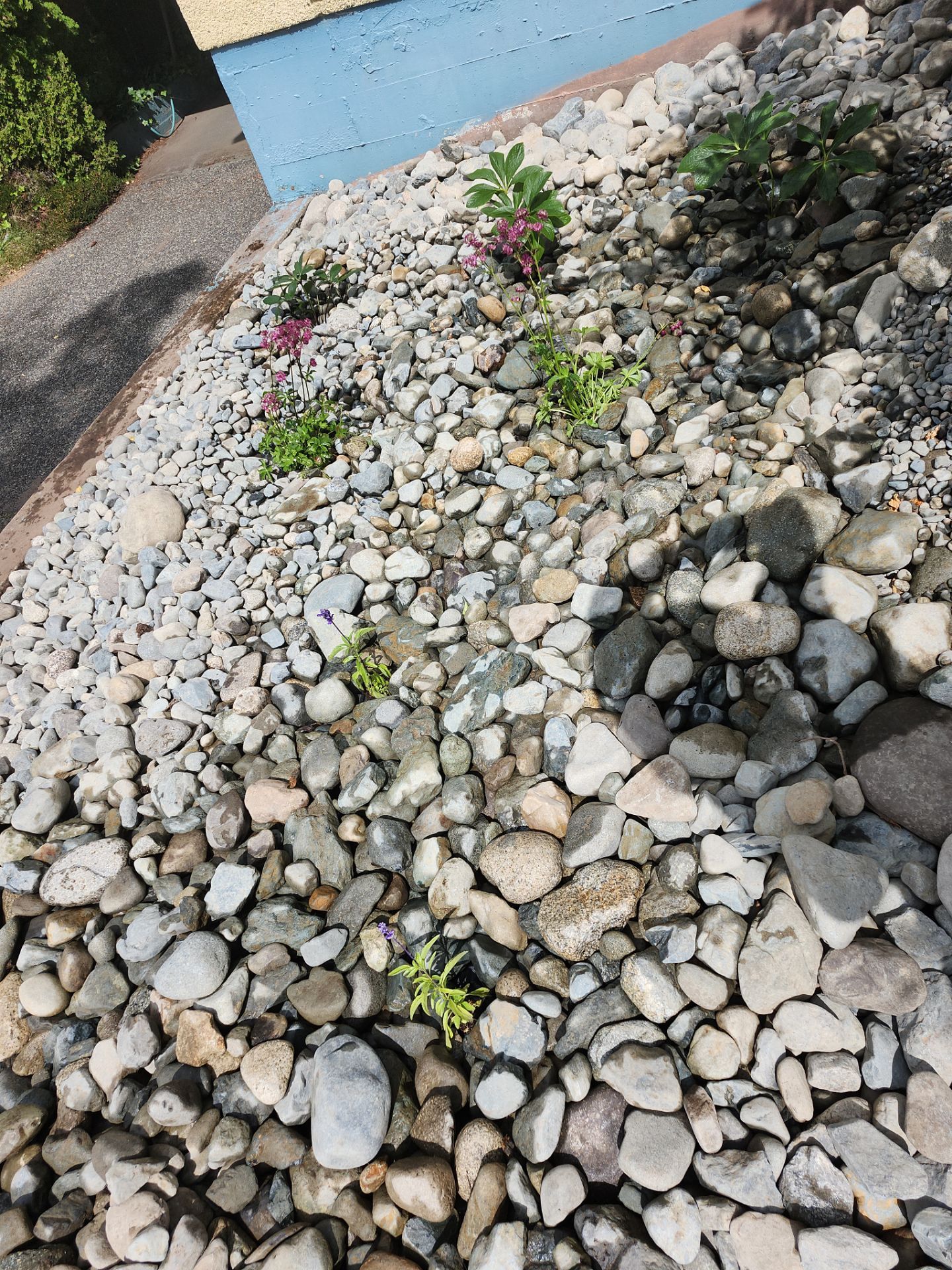 Front Yard Ecological Conversion – A West Coast-Inspired Low-Maintenance Oasis by Habanero Garden and Exterior Care