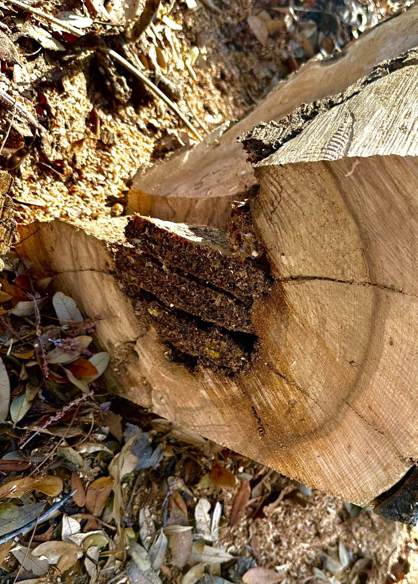 Fallen Tree by Rockwall Honey Bee Company