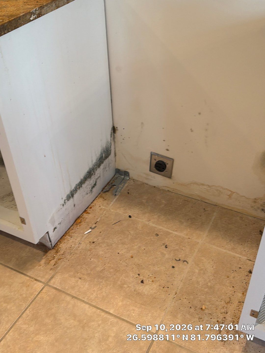 Fort Myers Water Damage Restoration and Professional Mold Remediation by Microscope