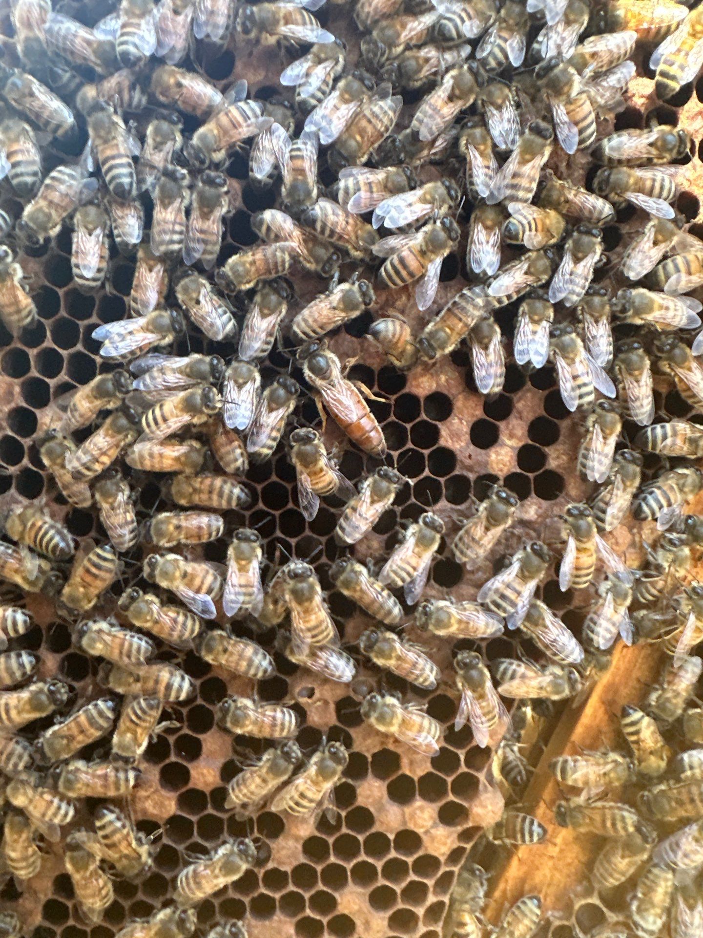 Lakewood Apiary by White Rock Lake- another Ag. Exempt Property by Rockwall Honey Bee Company