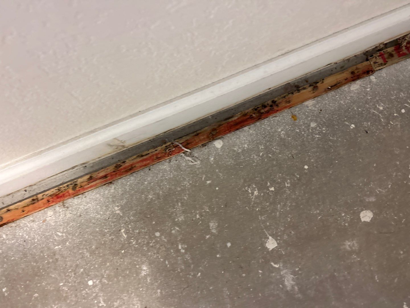 Mold Damage Project in Thornton by Accountable Home Services