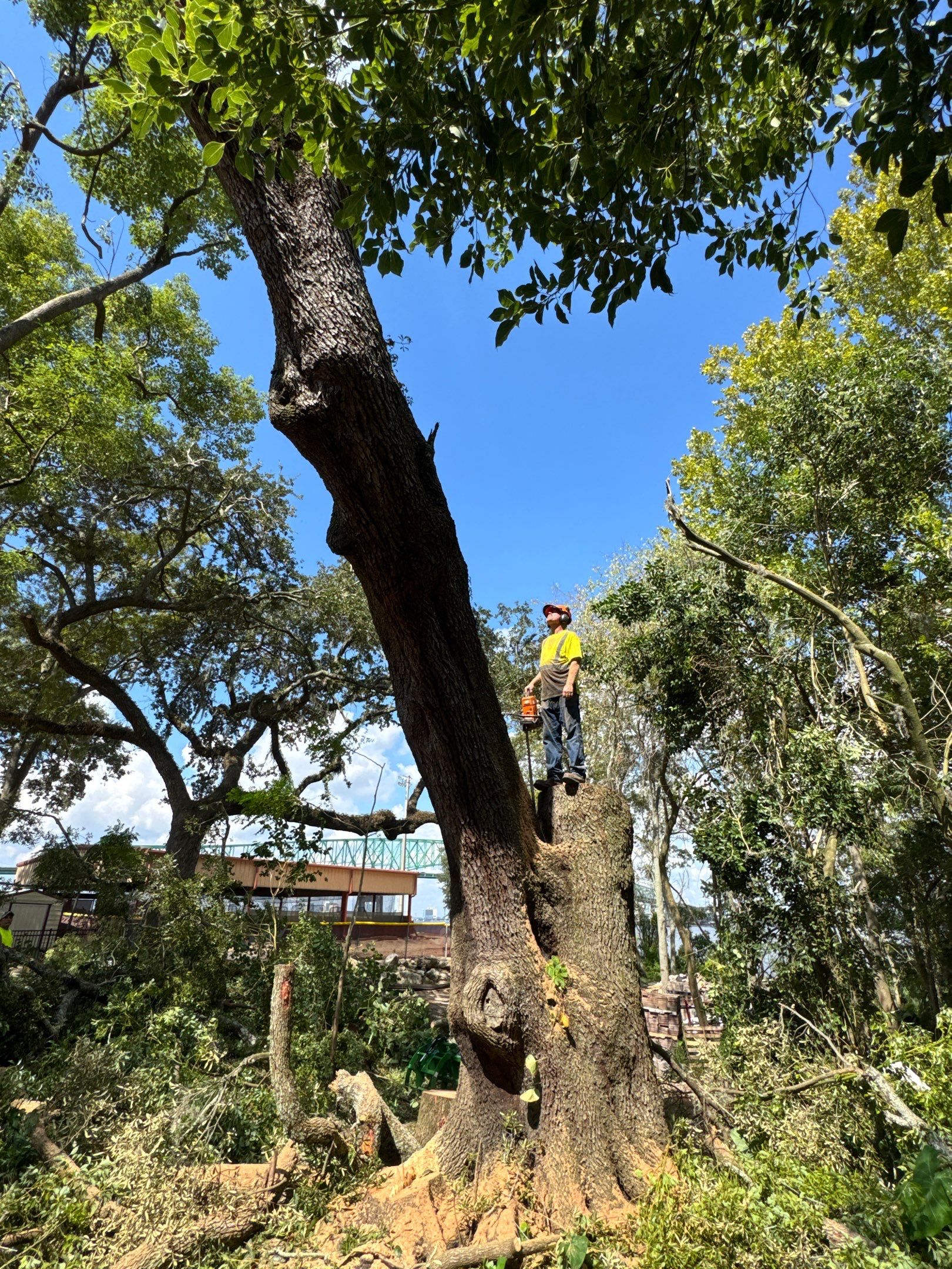 Tree Removal | Episcopal Softball Field by ProGreen Services