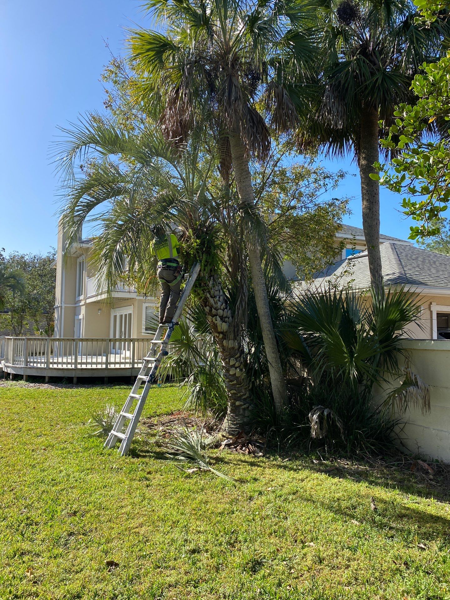 Deerwood Resident | Tree Removal & Palm Trimming by ProGreen Services