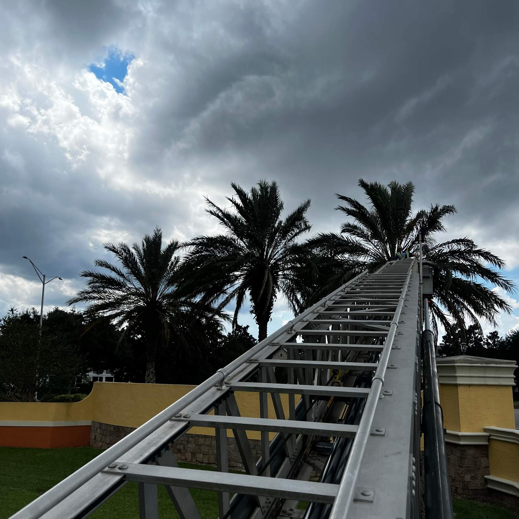 Palm Tree Trimming | IL Villagio Condominiums by ProGreen Services