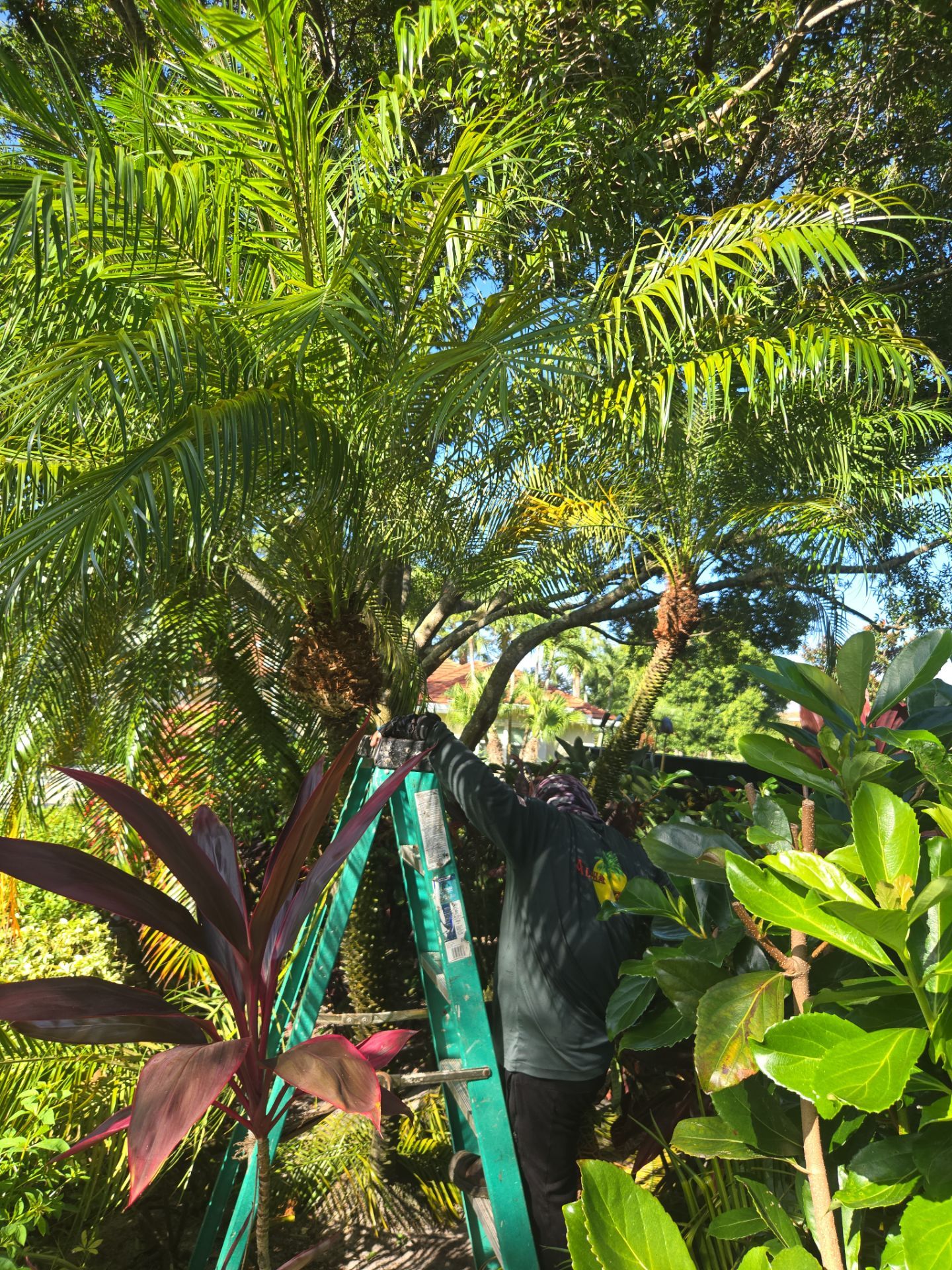 Palm Cove Perfection – Where Every Frond Tells a Story by Alpha Zeta Enterprises Inc