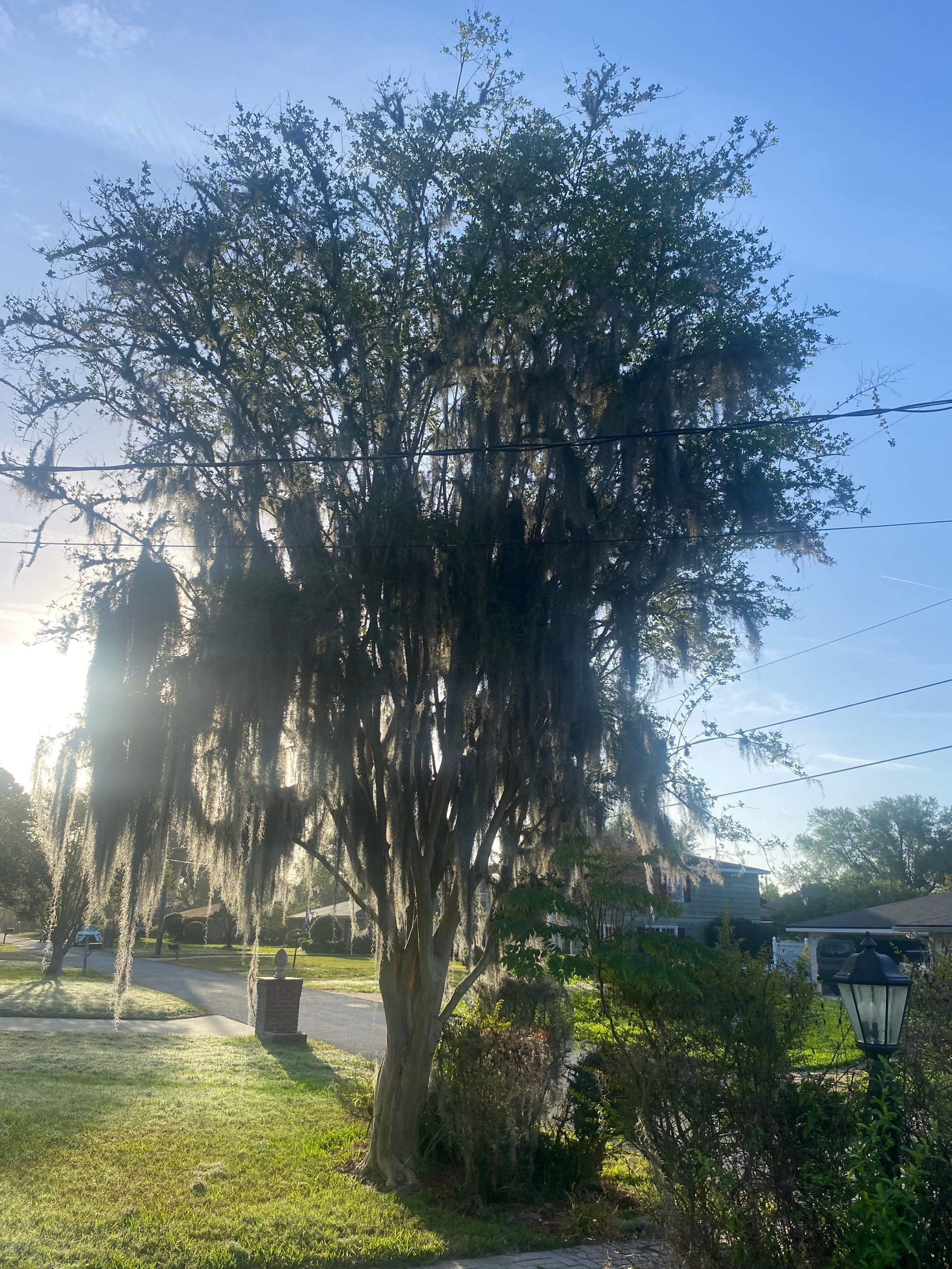 Residential | Tree Removal & Trimming by ProGreen Services