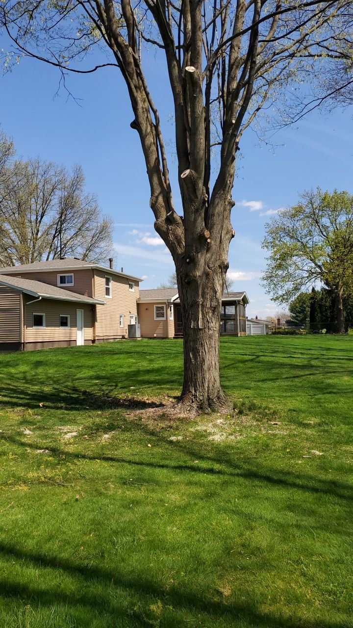 Tree Removal using Tree Removal by Mike Jones & Sons Tree Service LLC 