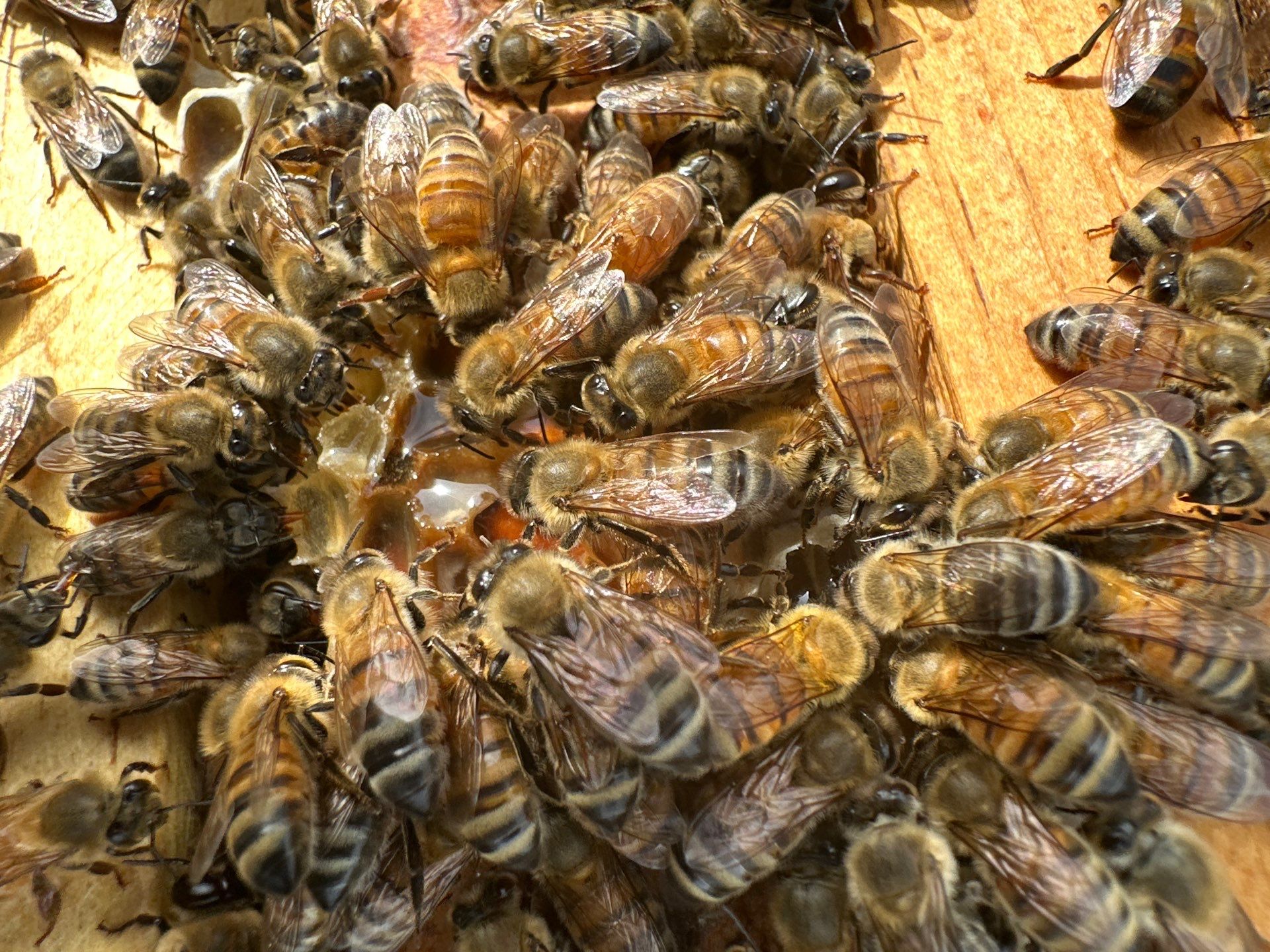 Corporate HQ by Rockwall Honey Bee Company