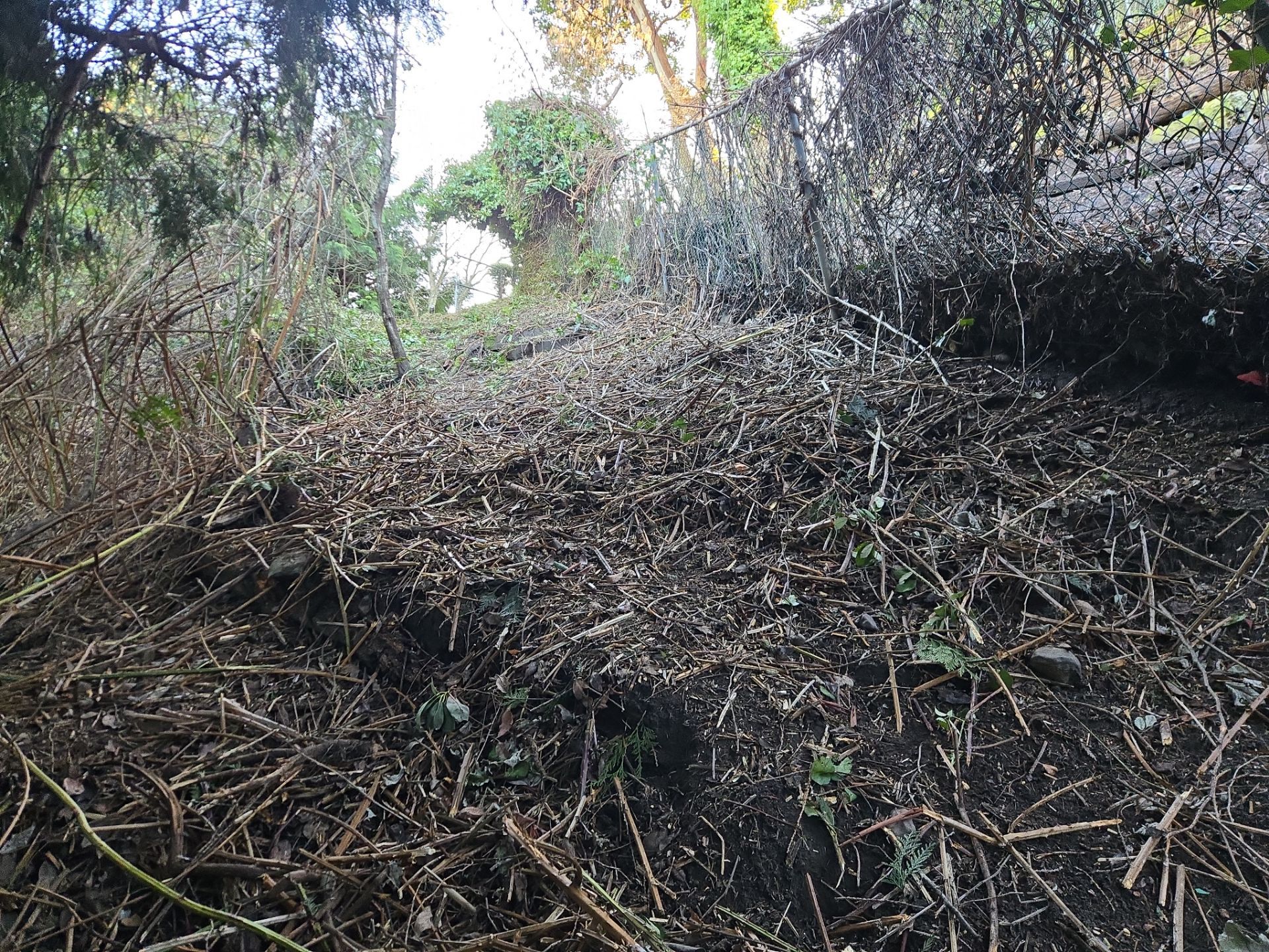 Georgia Park Terrace — Living Slope Transformation by Habanero Landscape Solutions