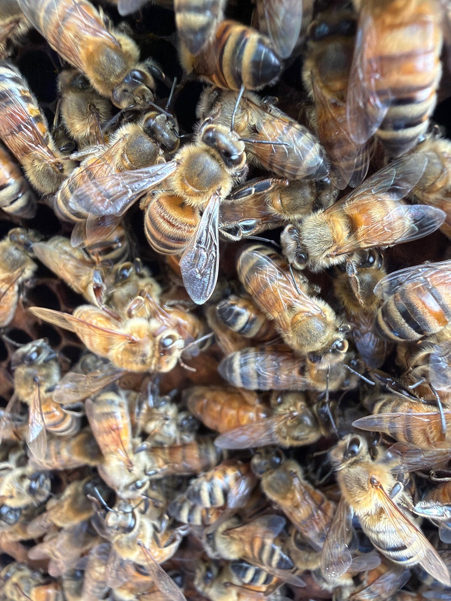 Apartment Retreat for Honey Bees in Garland by Rockwall Honey Bee Company