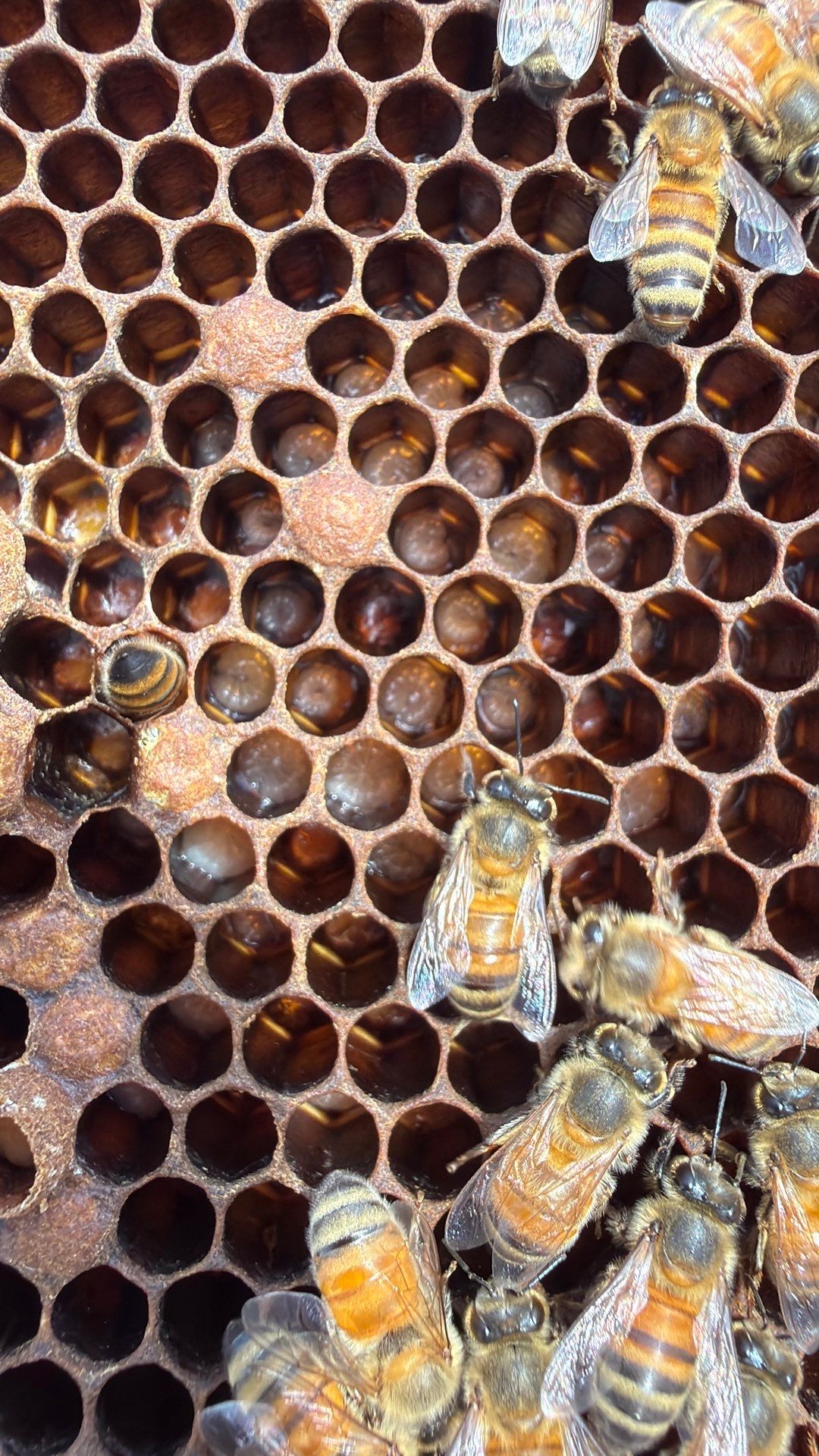 Downtown Dallas by Rockwall Honey Bee Company