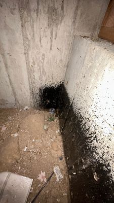 Mold Damage