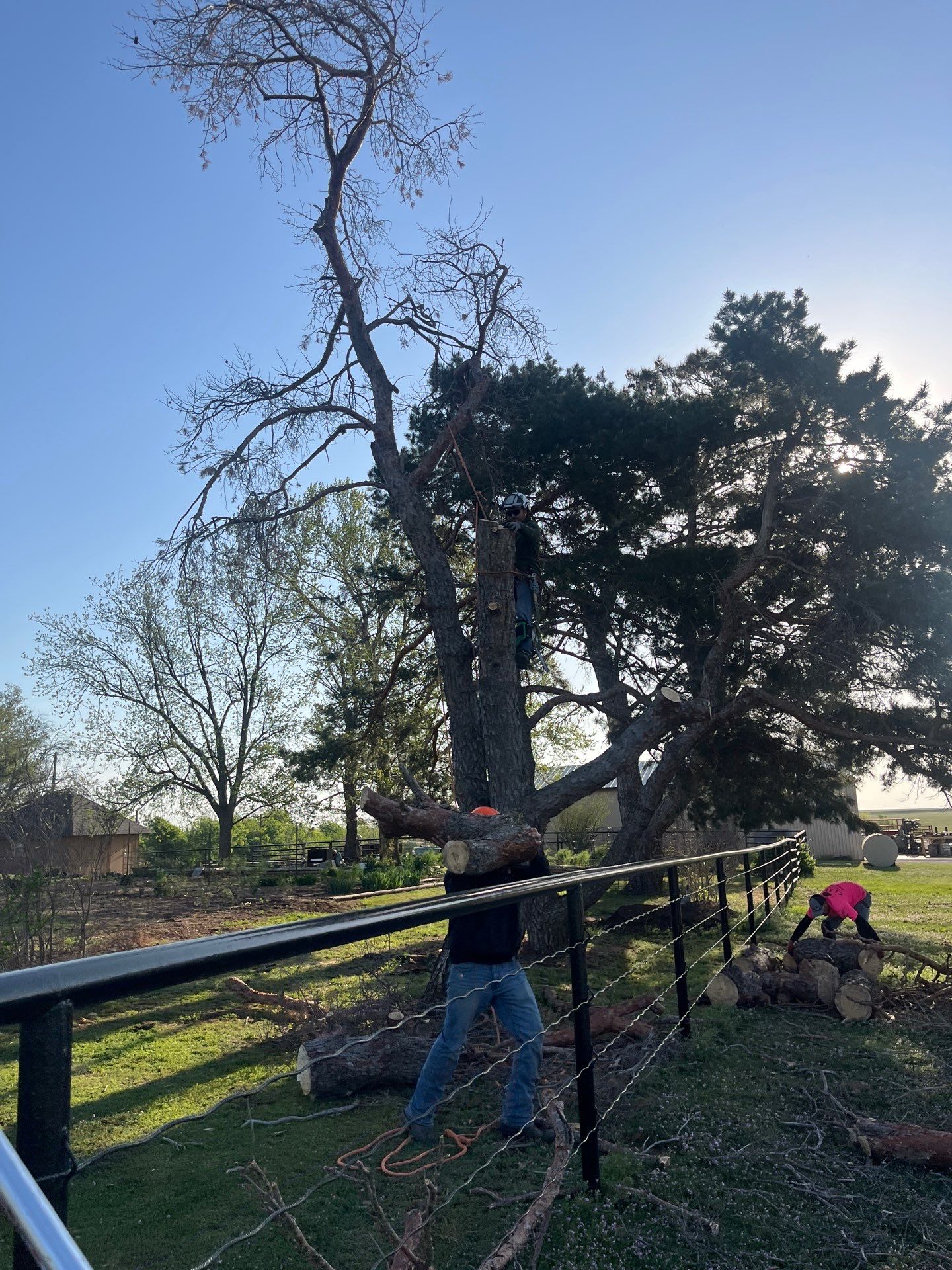 Tree Removal by Clays Services Inc