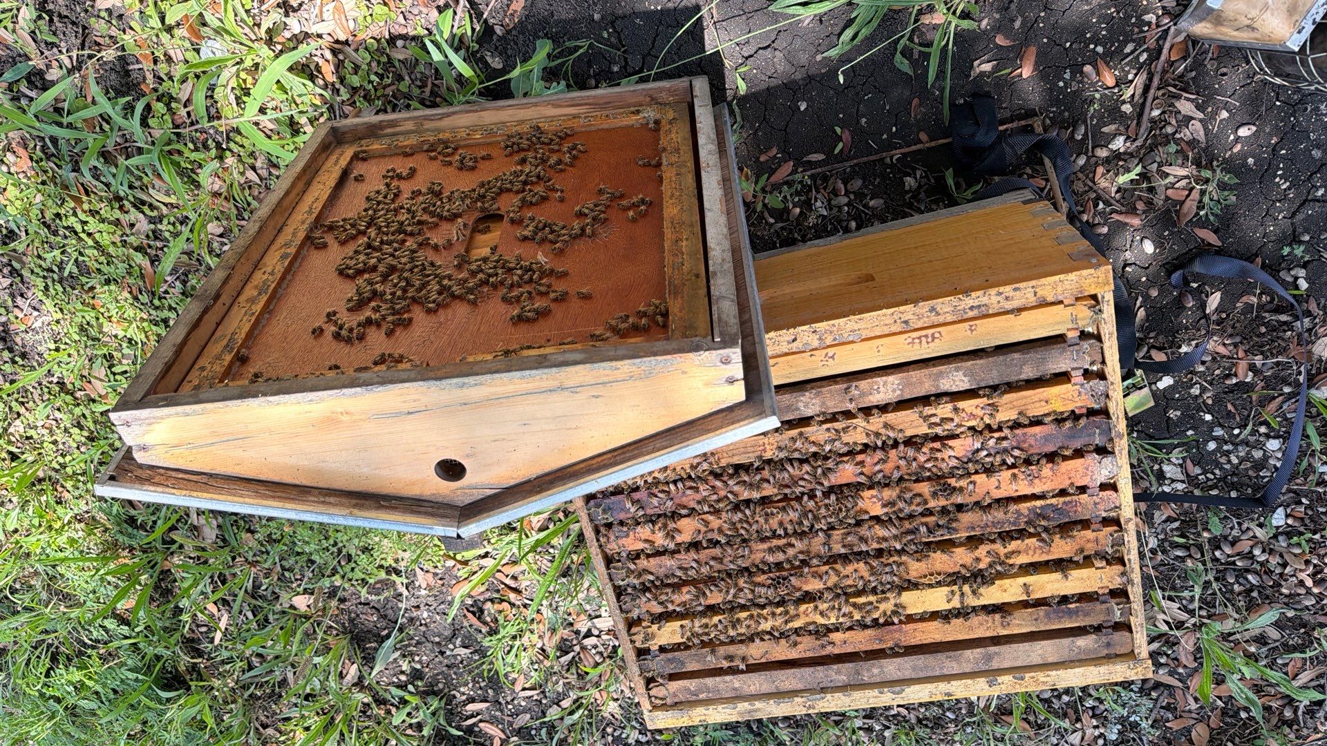 Industrial Bees by Rockwall Honey Bee Company