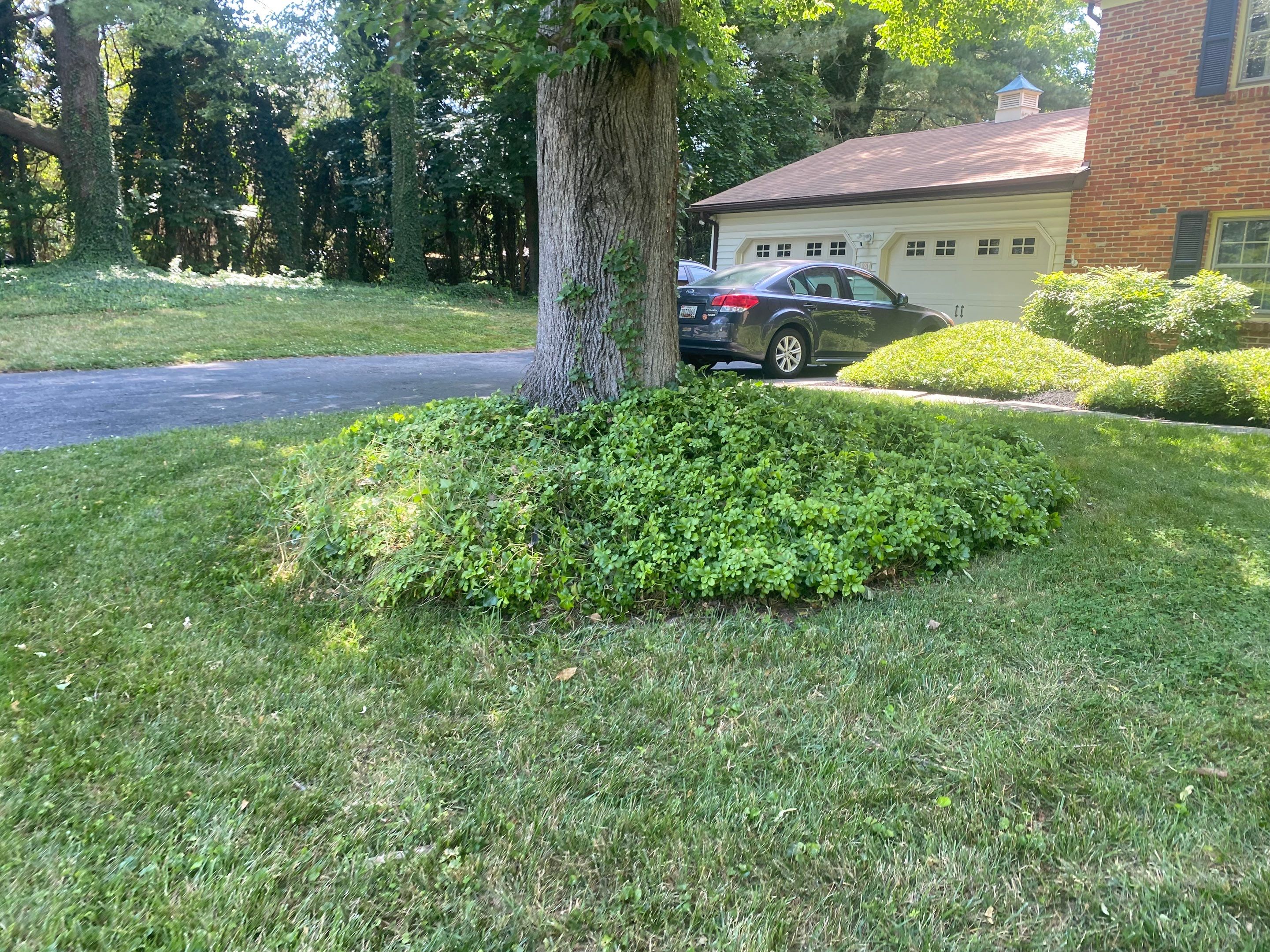 Landscape cleanup & drainage by The Smet Companies, LLC