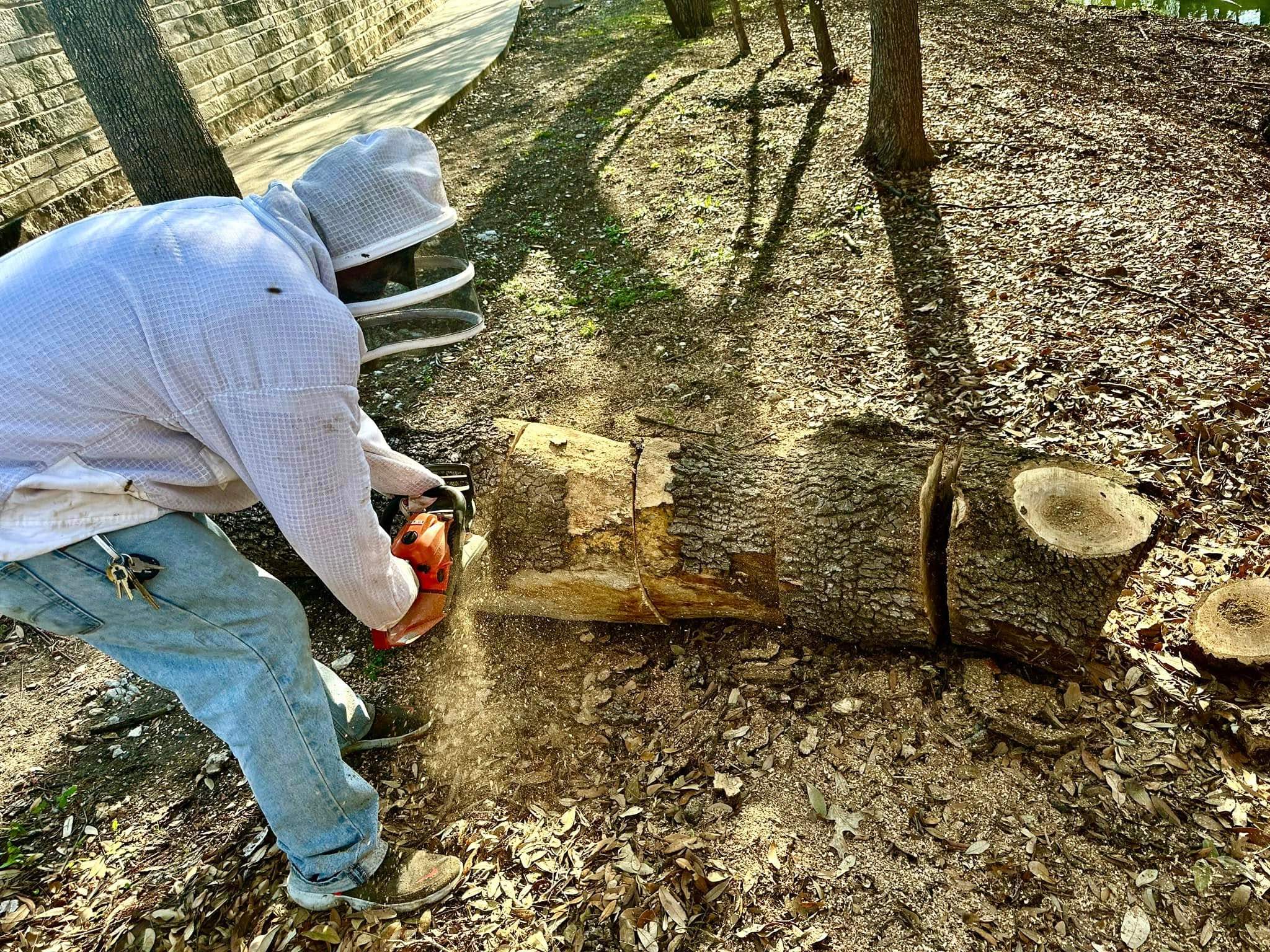 Fallen Tree by Rockwall Honey Bee Company