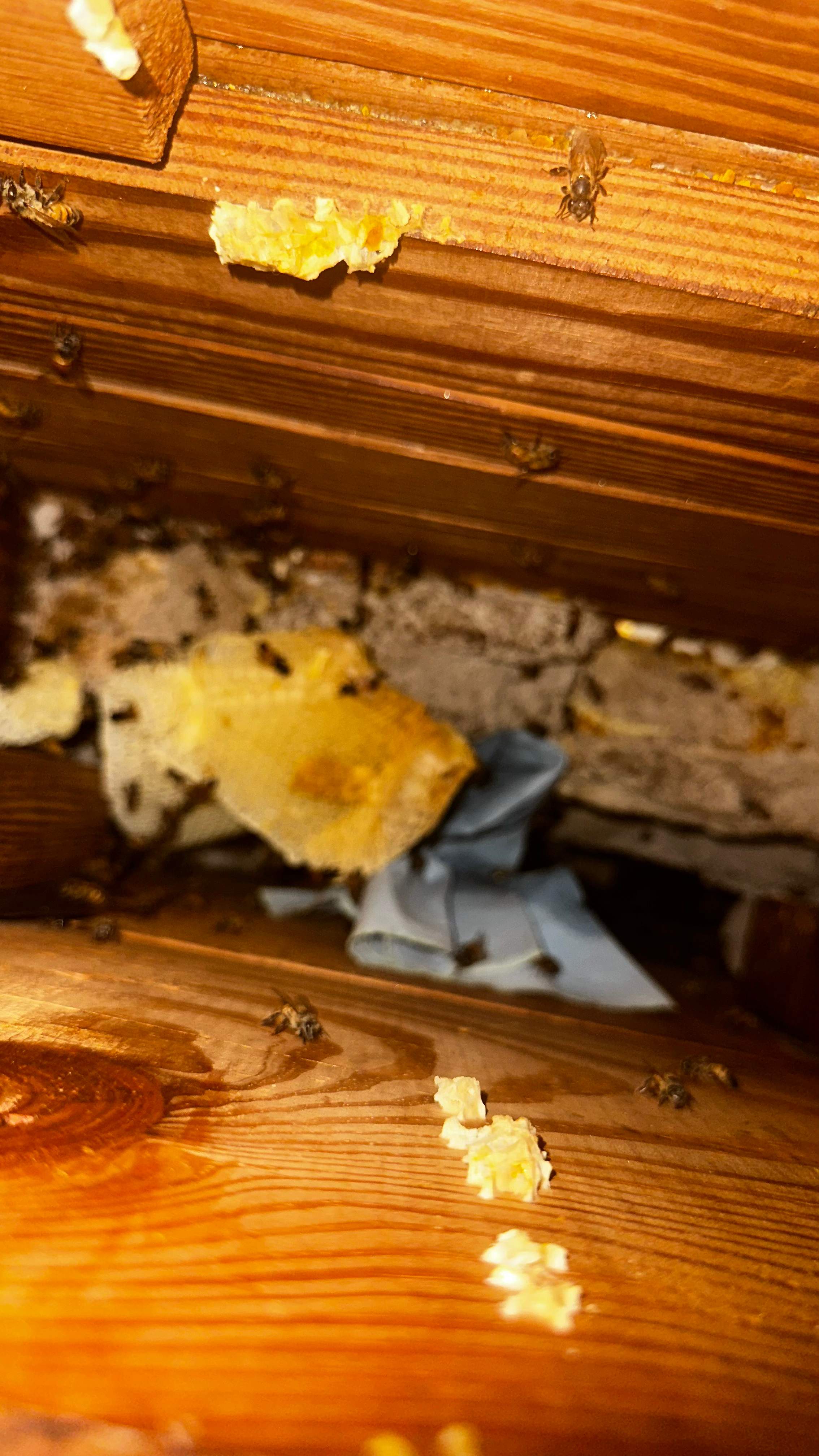 Hiding Bees by Rockwall Honey Bee Company