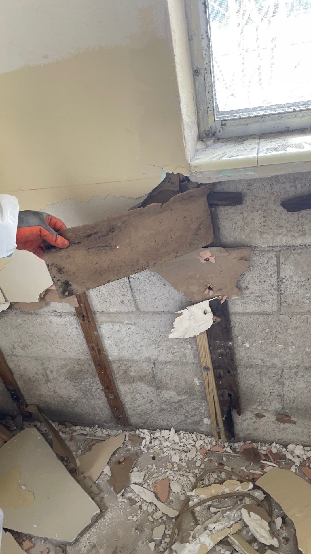 Mold Remediation  by THE RAPID TEAM