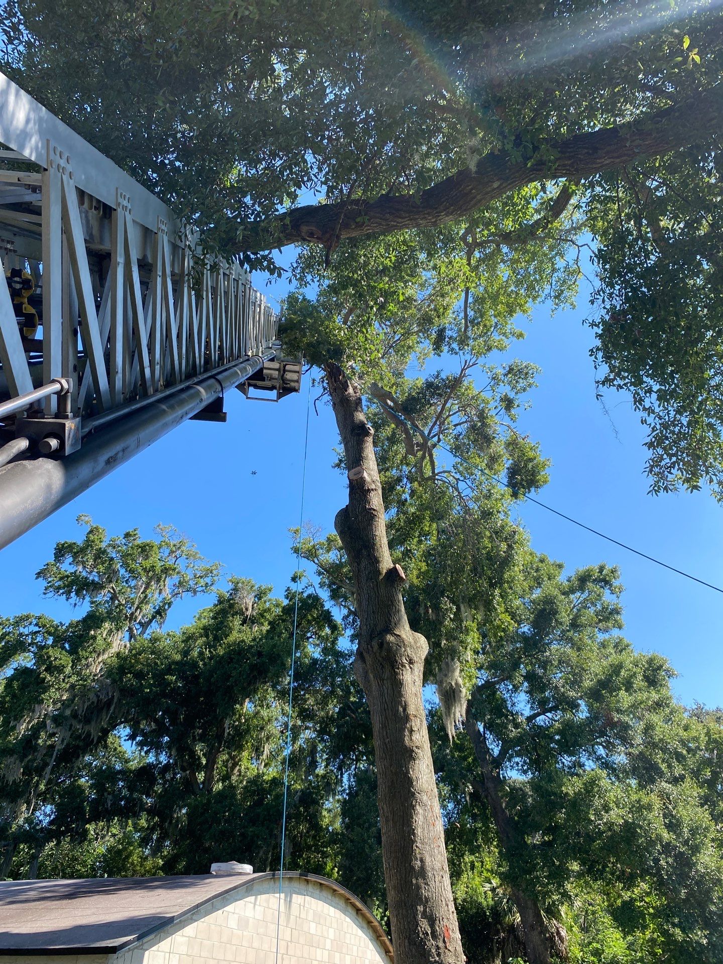 Commercial Property | Clean Up & Tree Removal by ProGreen Services