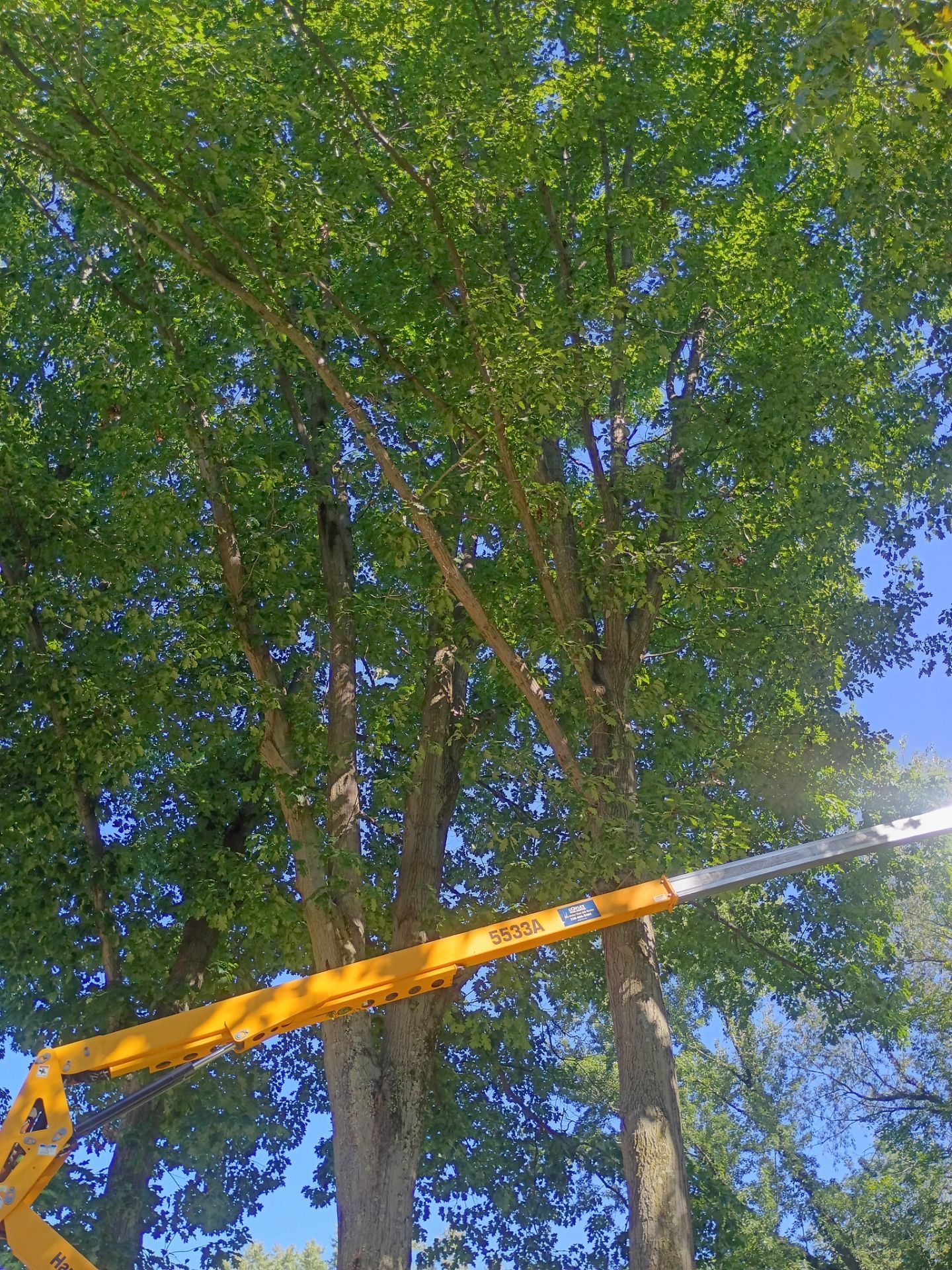 Tree Trimming & Tree Removal in Akron Ohio by Mike Jones & Sons Tree Service LLC 