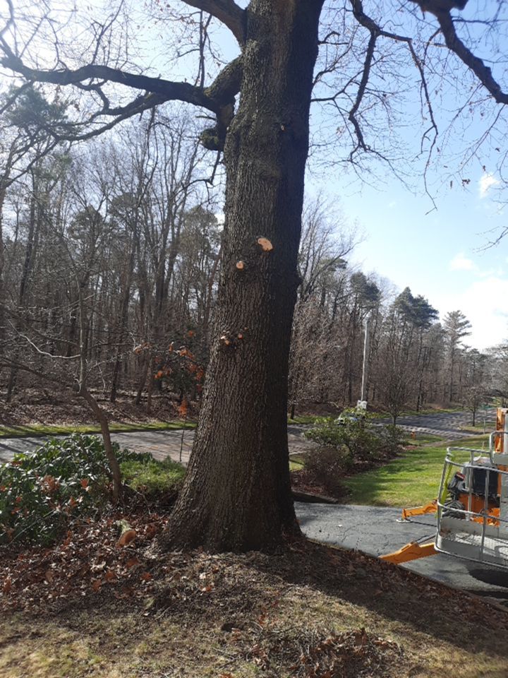 Tree Trimming using Tree Pruing by Mike Jones & Sons Tree Service LLC 