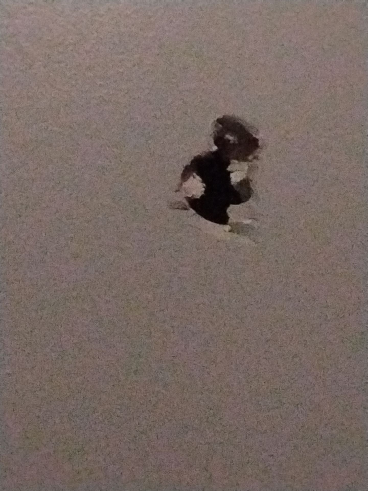 Repaint Accent Walls with Color Change and drywall repairs by Midwest Paint LLC
