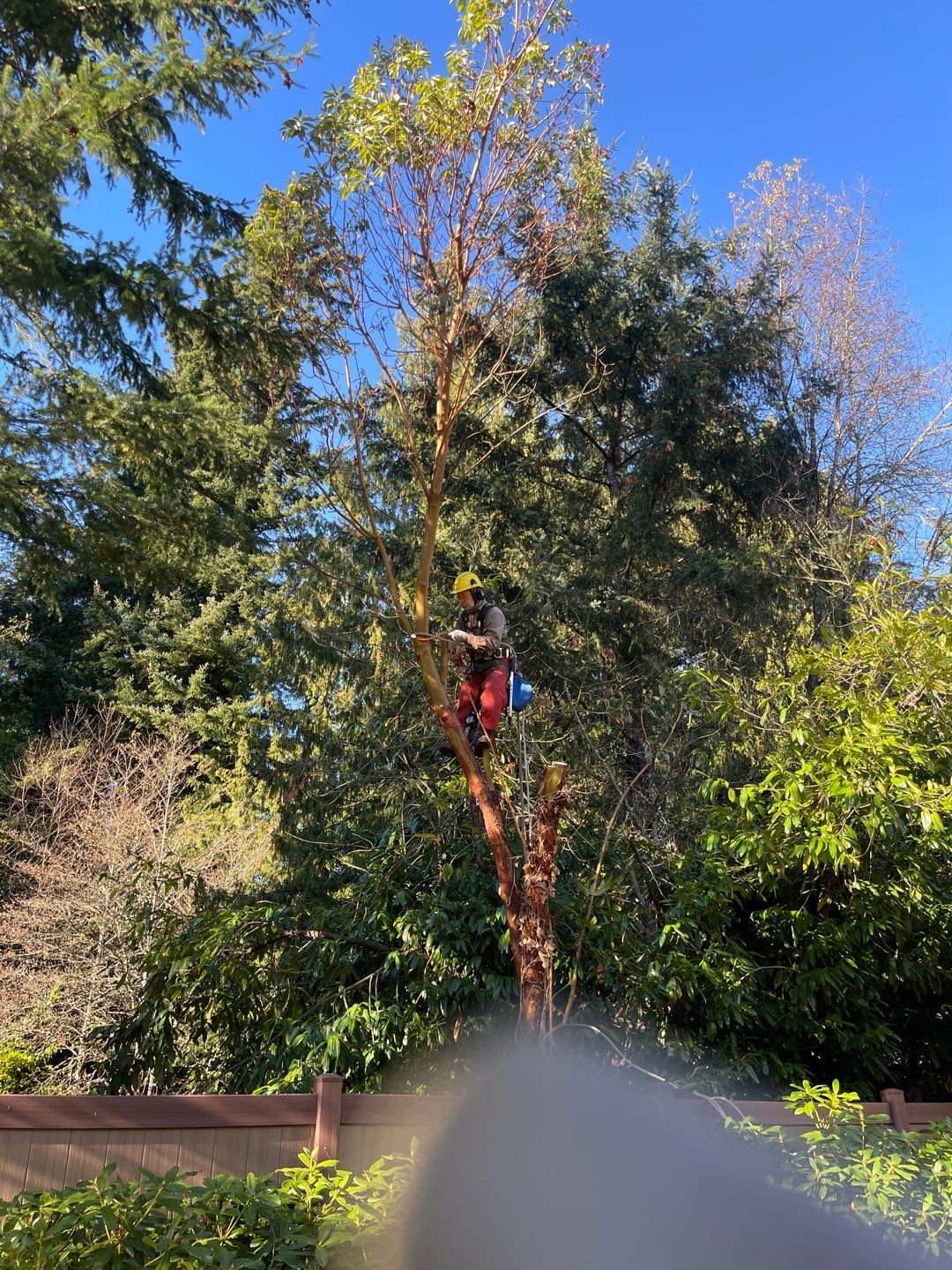 Tree Removal using Tree Removal by Mike Jones & Sons Tree Service LLC 