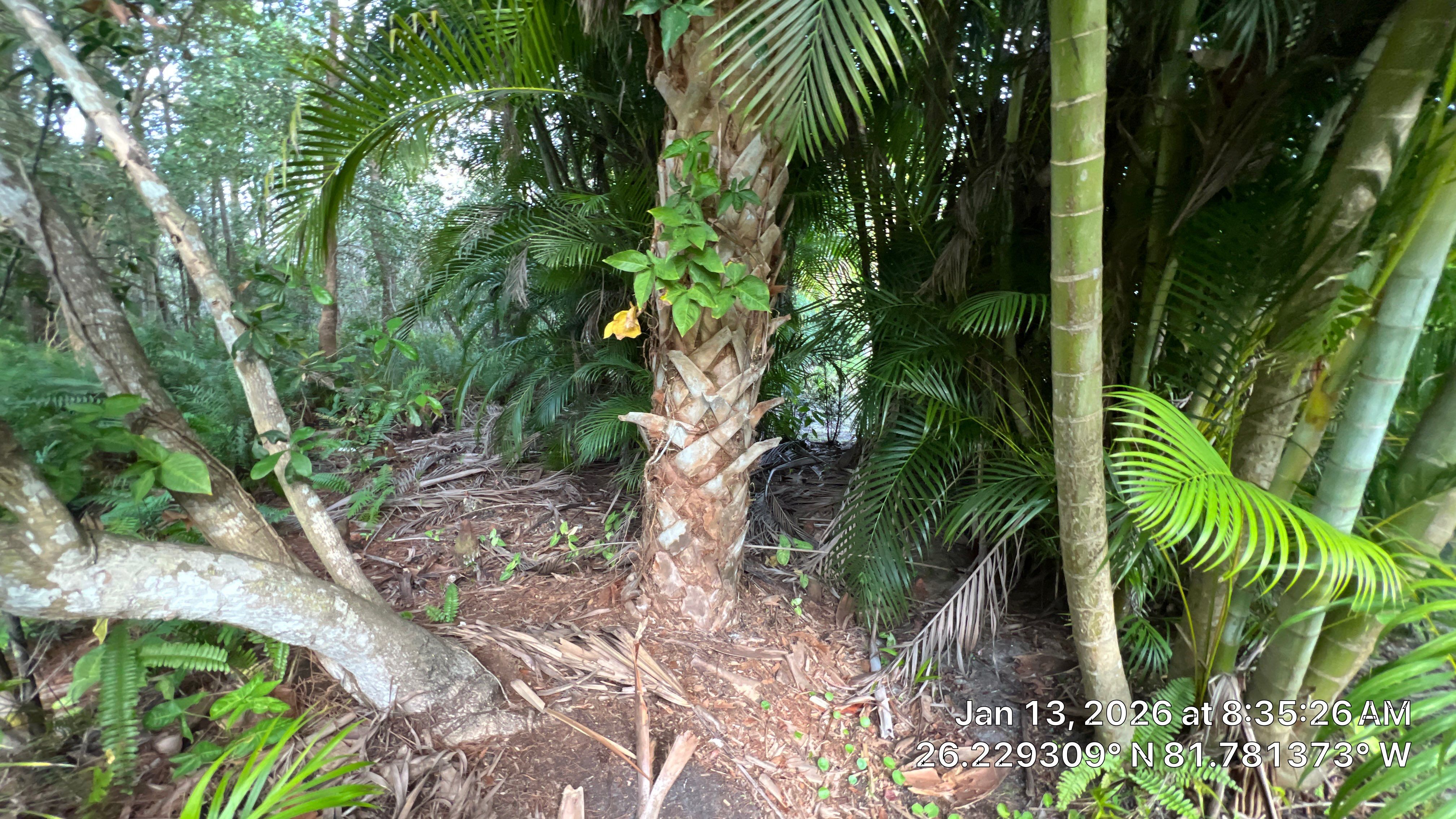 Naples Community Root Intrusion Investigation with P.R.S. by APS Power & Water