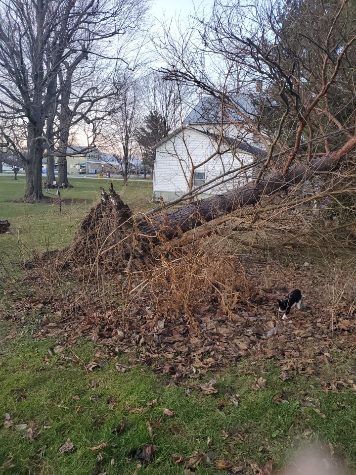 Storm Damaged Tree Removal  using Tree Removal by Mike Jones & Sons Tree Service LLC 