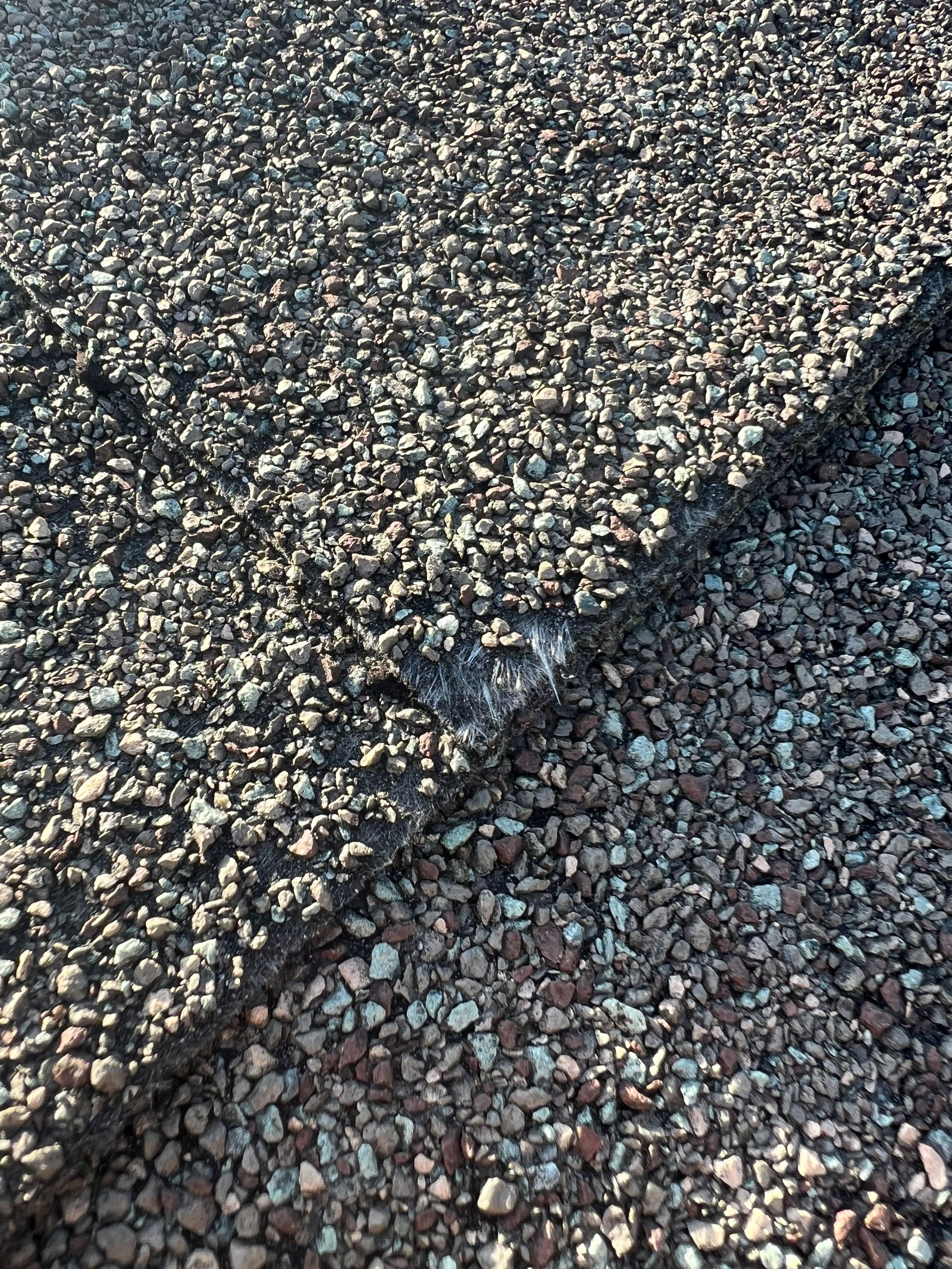 Roof Replacement | Littleton by Mighty Dog Roofing of Greater Middlesex County