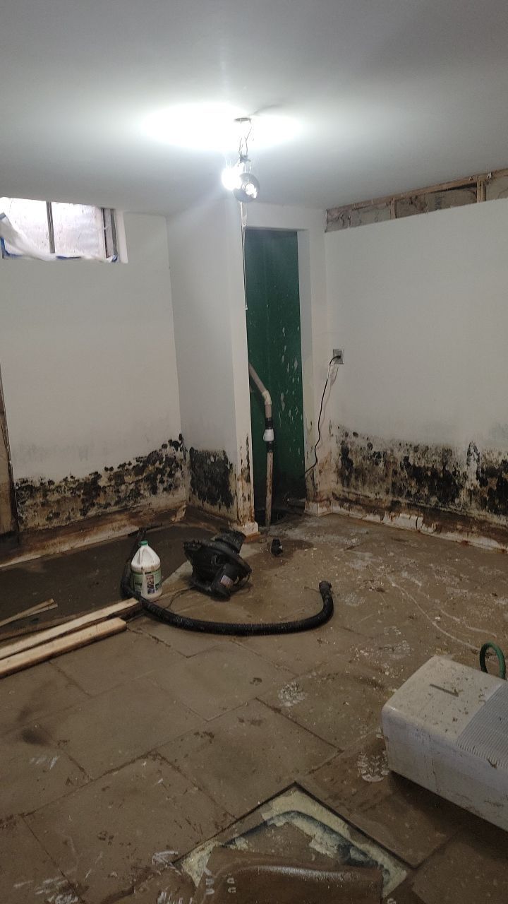Grossly Contaminated Basement Mold by Chicagoland Water Medics