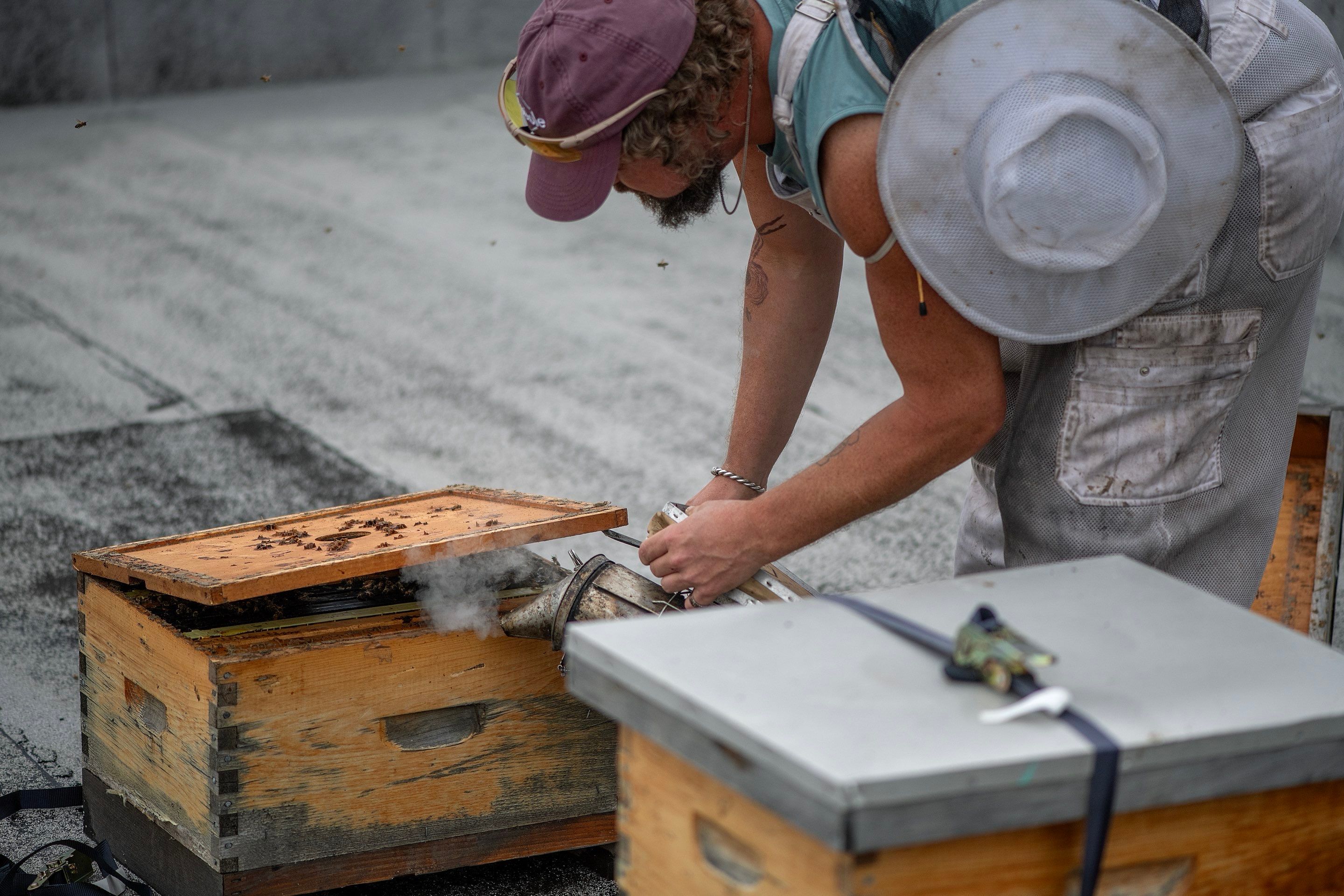 Urban Beekeeping in Dallas by Rockwall Honey Bee Company