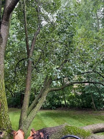 Tree Removal using Tree Removal by Mike Jones & Sons Tree Service LLC 