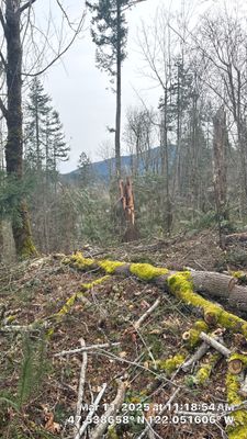 Code Correction Letter Response using Tree Survey