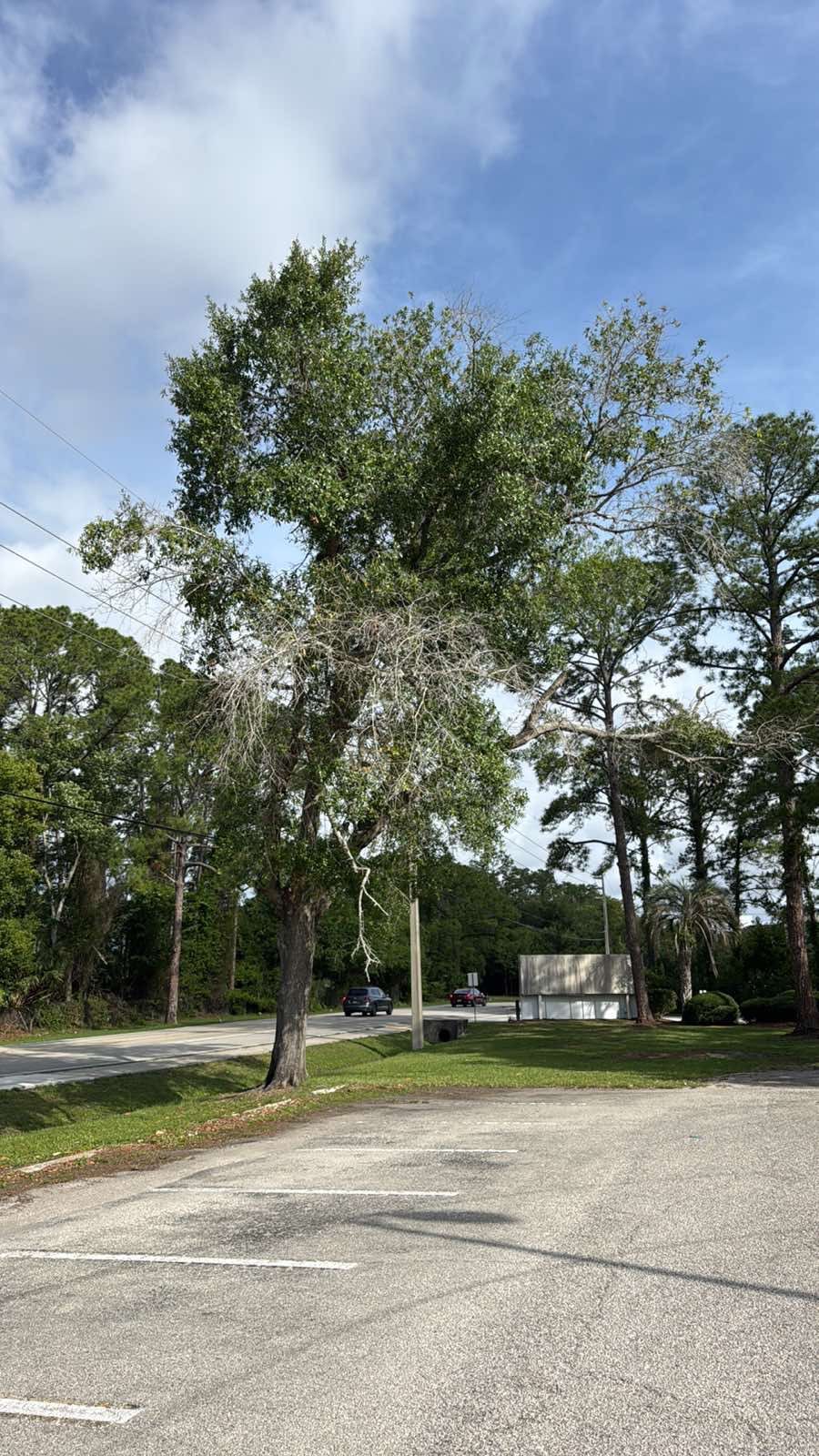 Commercial | Tree Removal by ProGreen Services