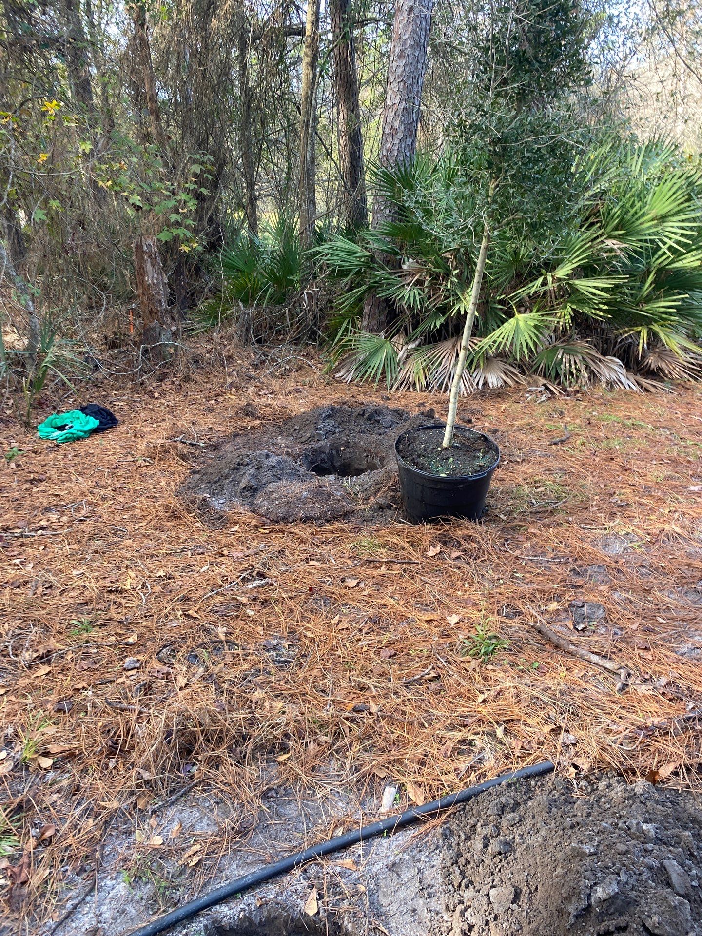 Deerwood Resident | Tree Installation by ProGreen Services