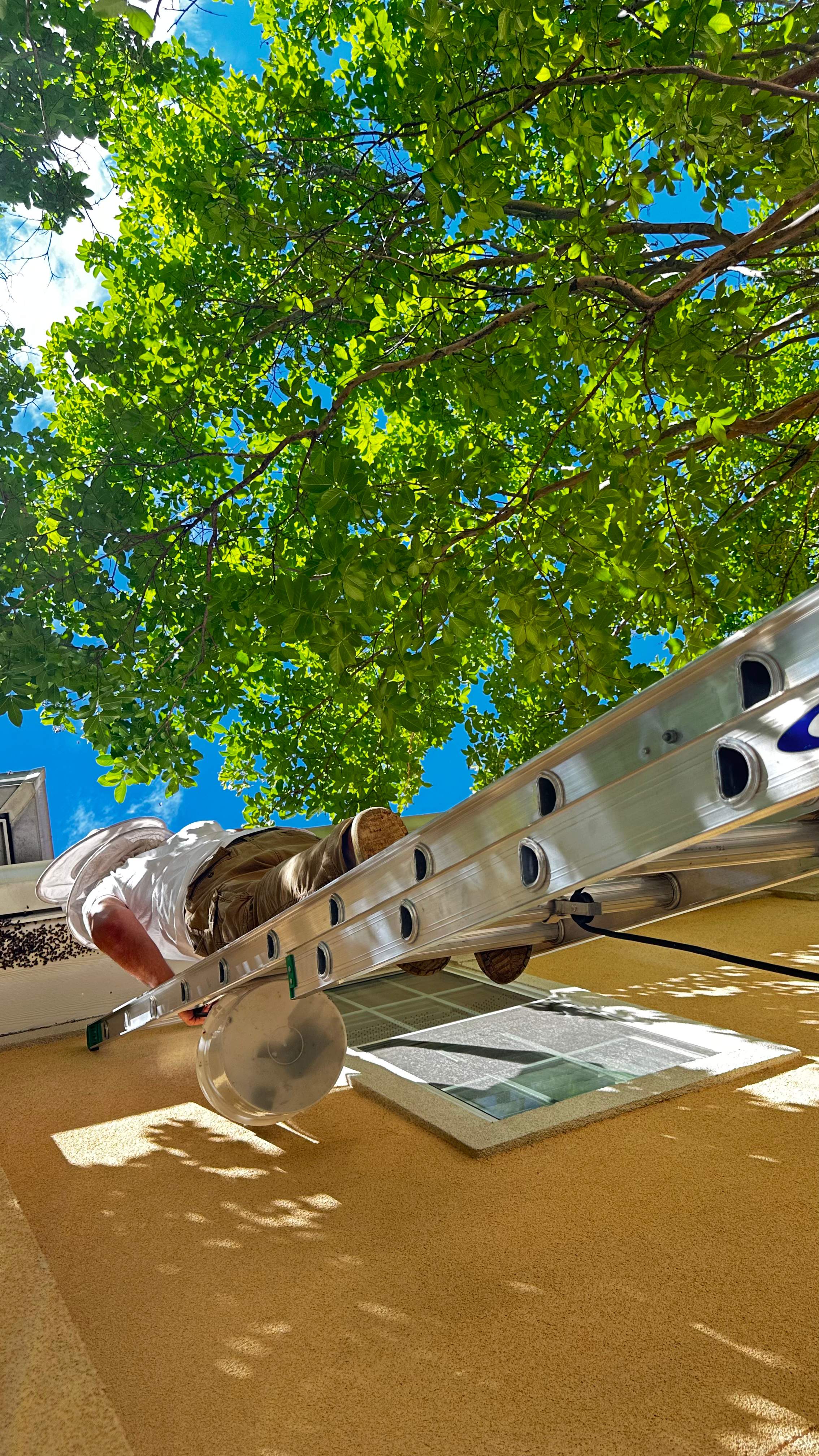 Beloved by Rockwall Honey Bee Company