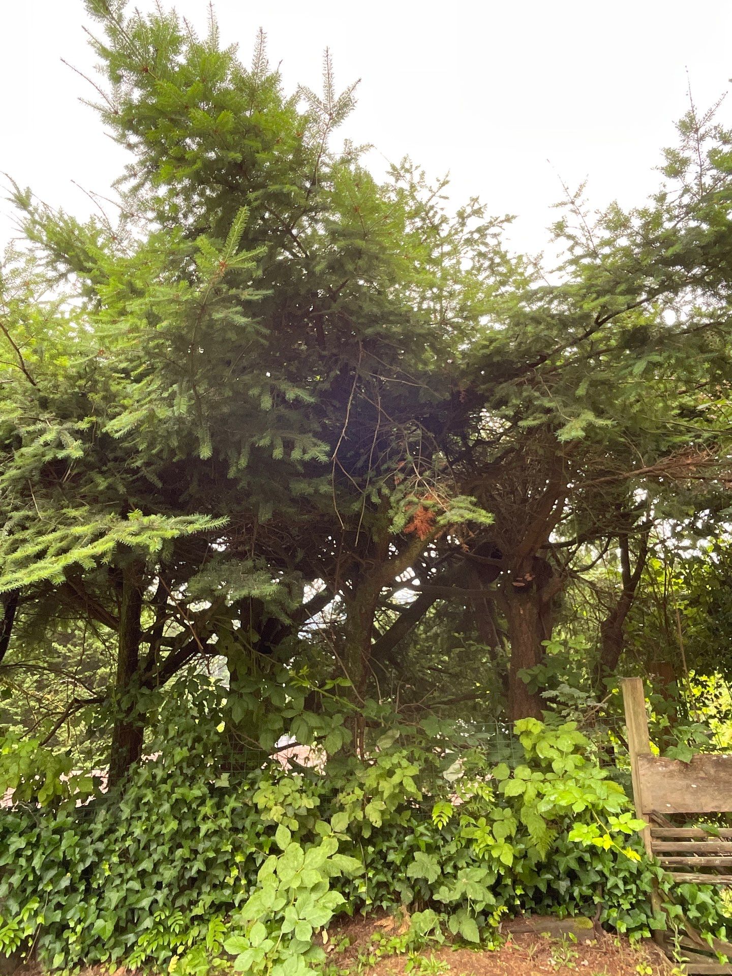 🌿Tree Inventory Showcase – Lake Forest Park, WA by Sound Tree Care LLC