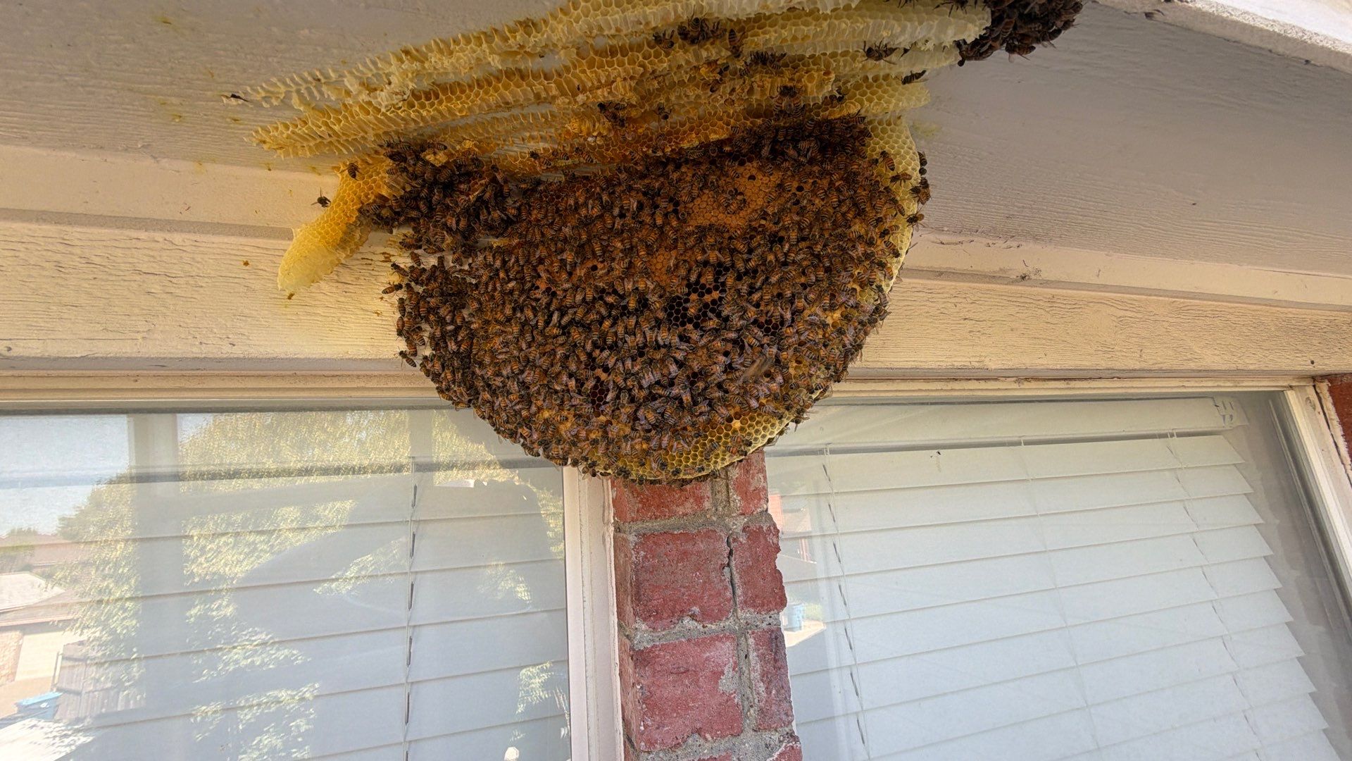 Open Air Colony in Rockwall, TX by Rockwall Honey Bee Company