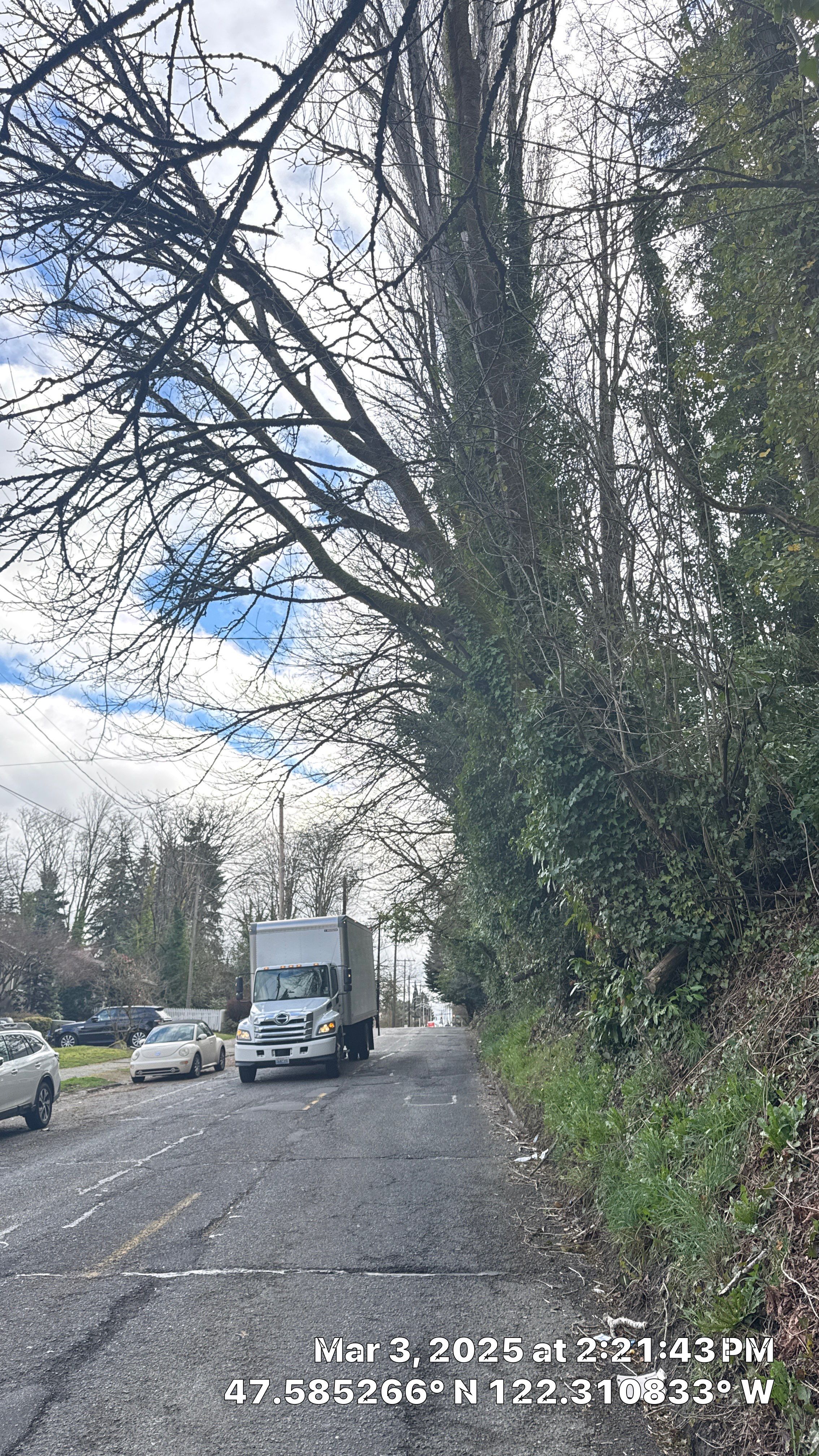 🧾 Arborist Report – Tree Risk & Property Damage Concern in Seattle, WA by Sound Tree Care LLC