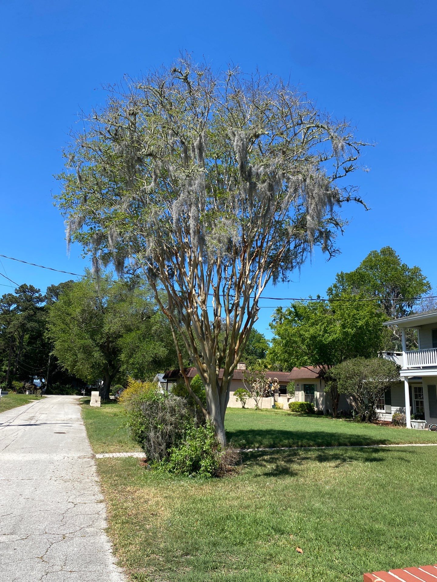 Residential | Tree Removal & Trimming by ProGreen Services