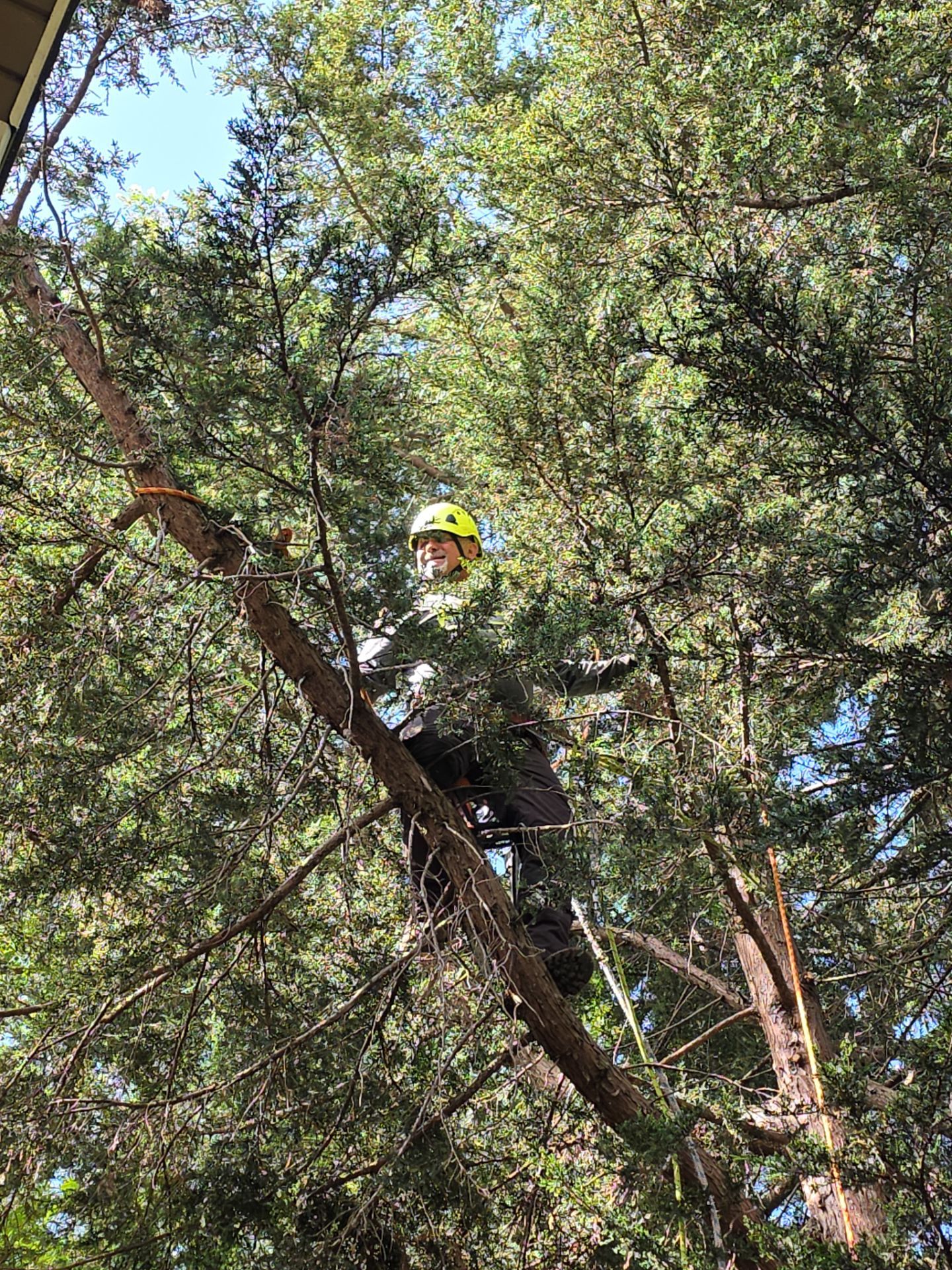 Burien Tree Trimming and Health Care by Sound Tree Care LLC