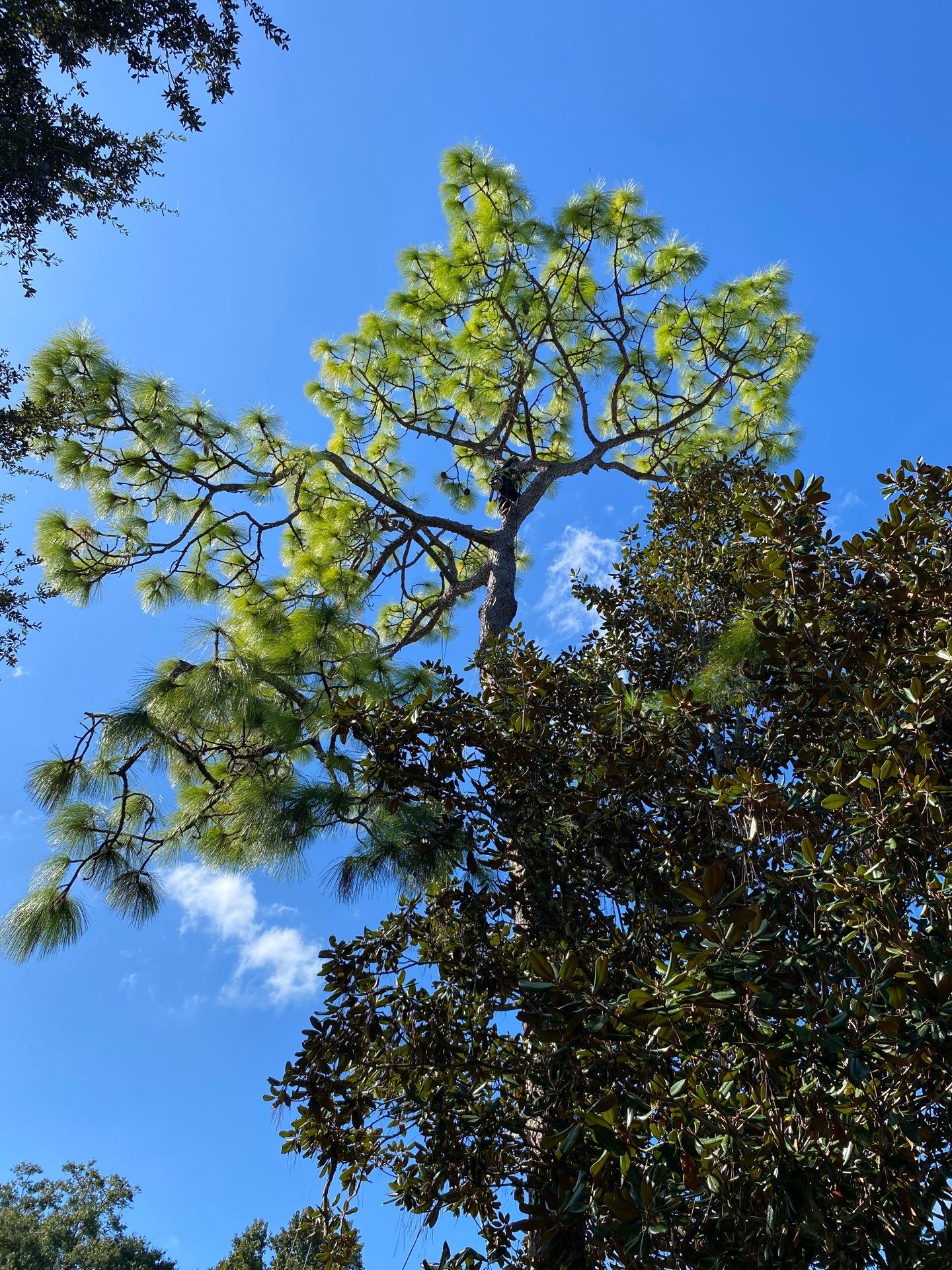 Deerwood Resident | Tree Removal by ProGreen Services