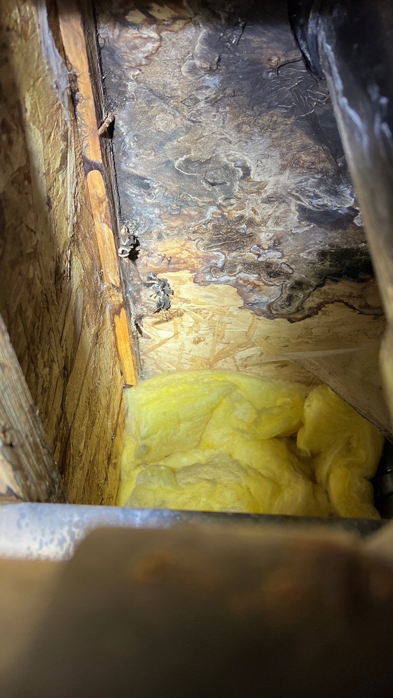 Mold Remediation by Accountable Home Services