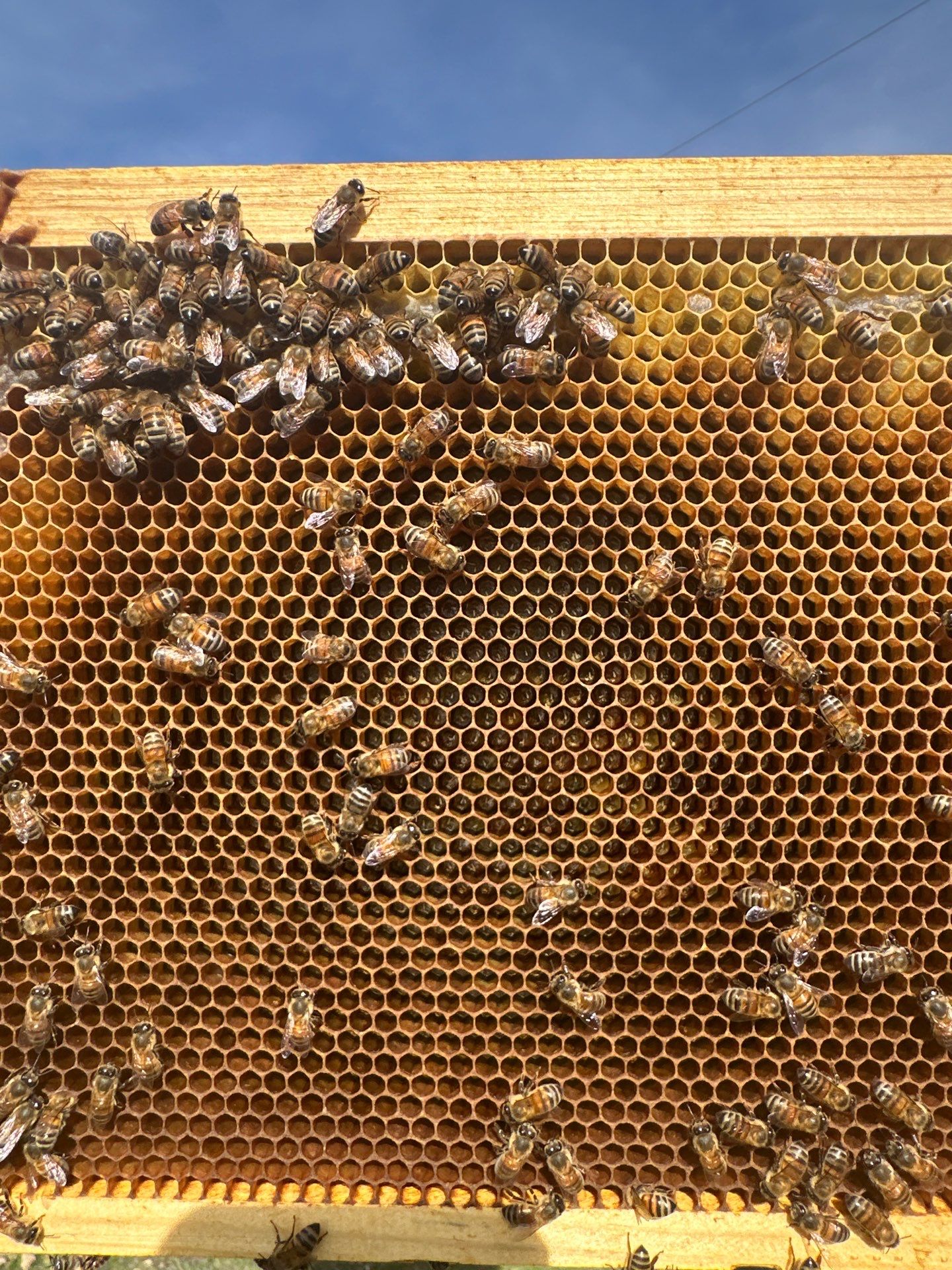 Bees for Ag. Exemption in Rockwall by Rockwall Honey Bee Company